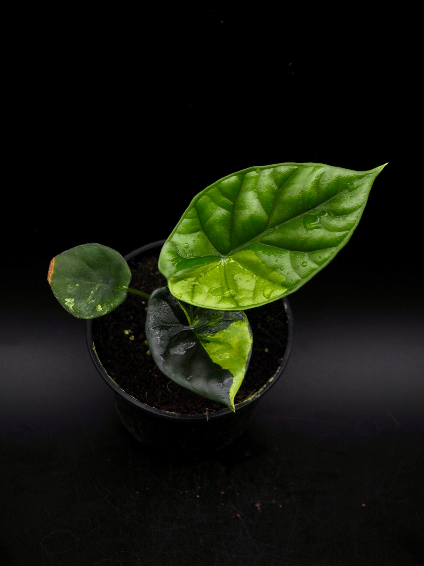 Alocasia Sinuata Aurea