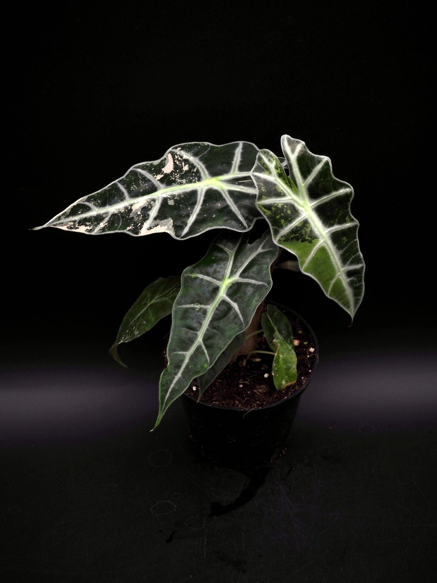 Alocasia Polly Pink Variegata
