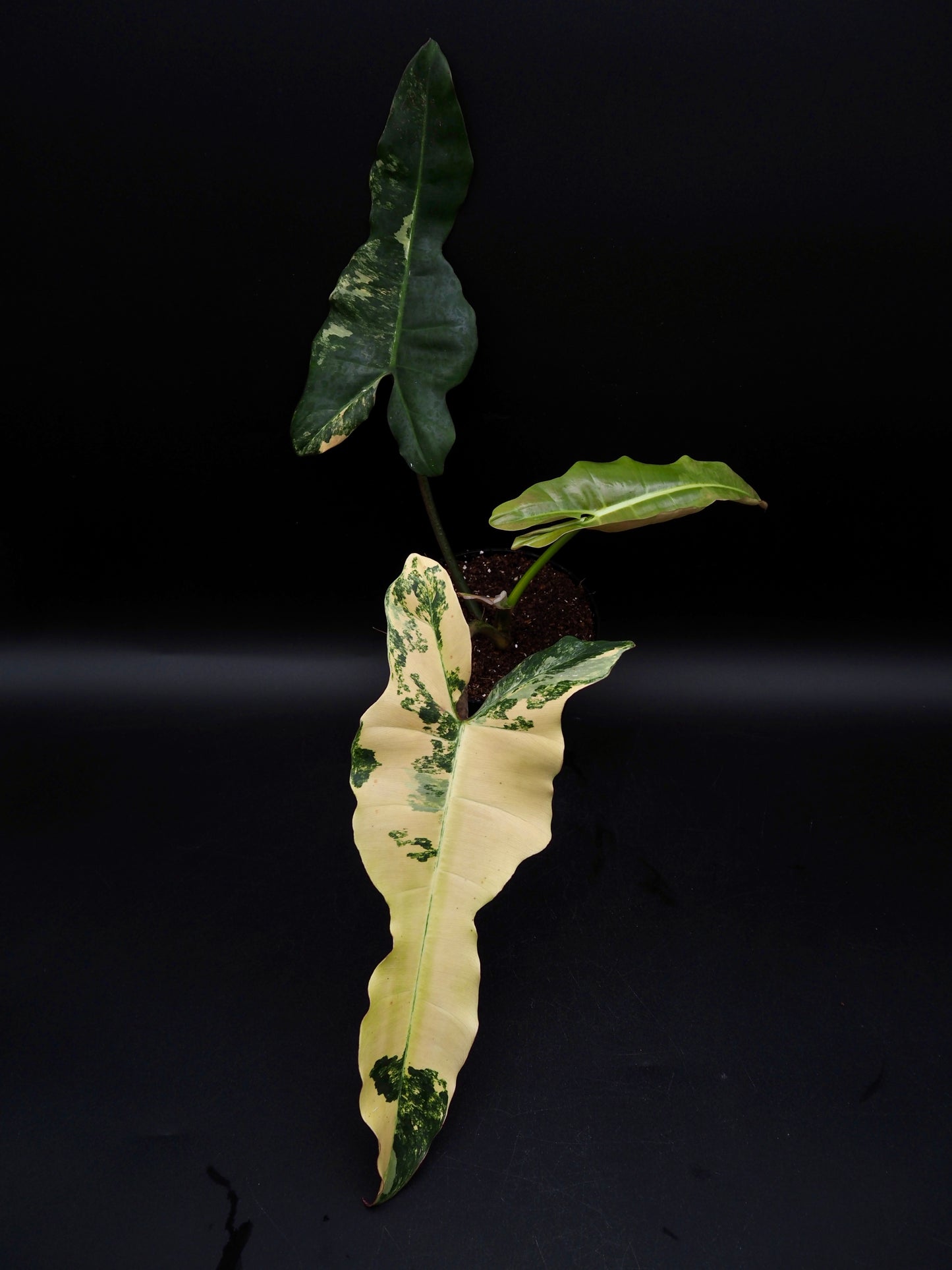 Philodendron Brown Beauty Black Billie X Flobe