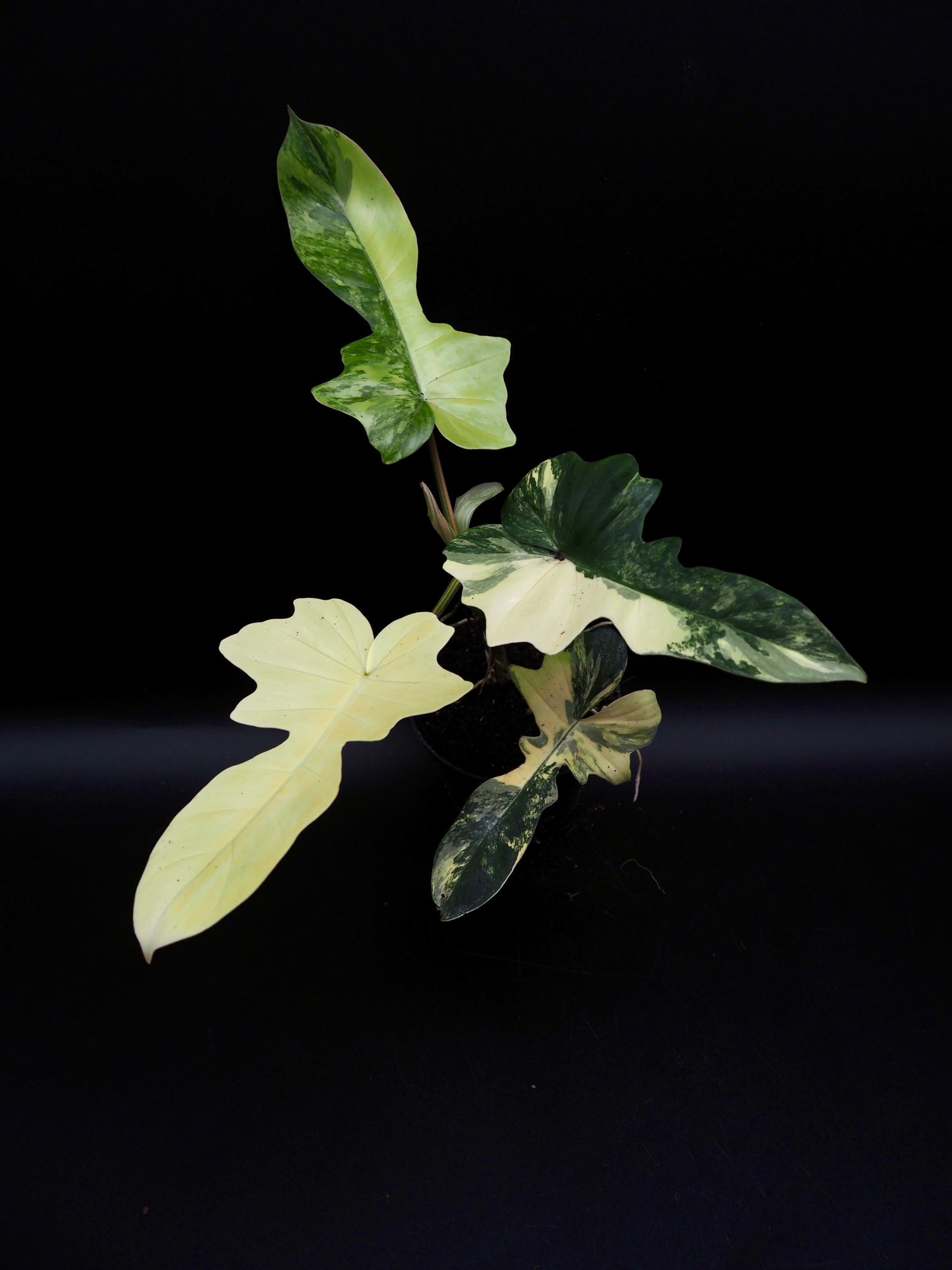 Philodendron Mayoi x Florida Beauty