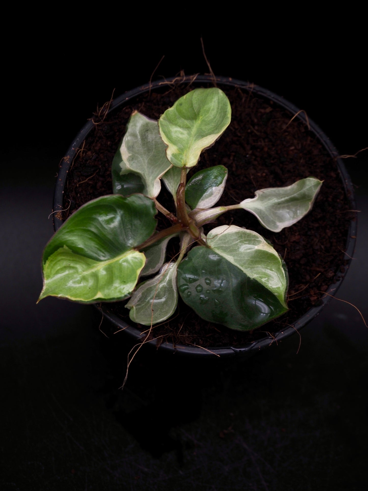 Philodendron Billietiae White Lava