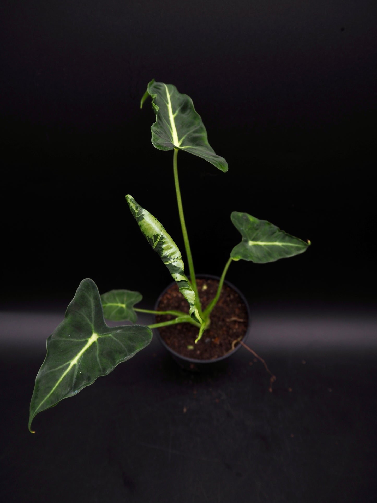 Alocasia Frydek Tatoo