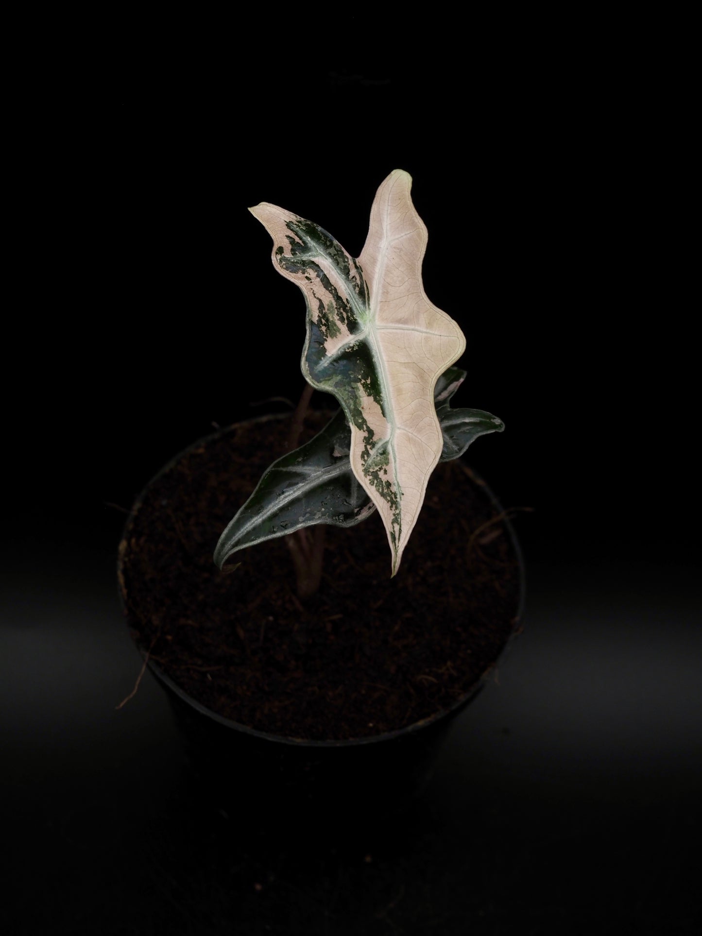 Alocasia Nobilis Pink