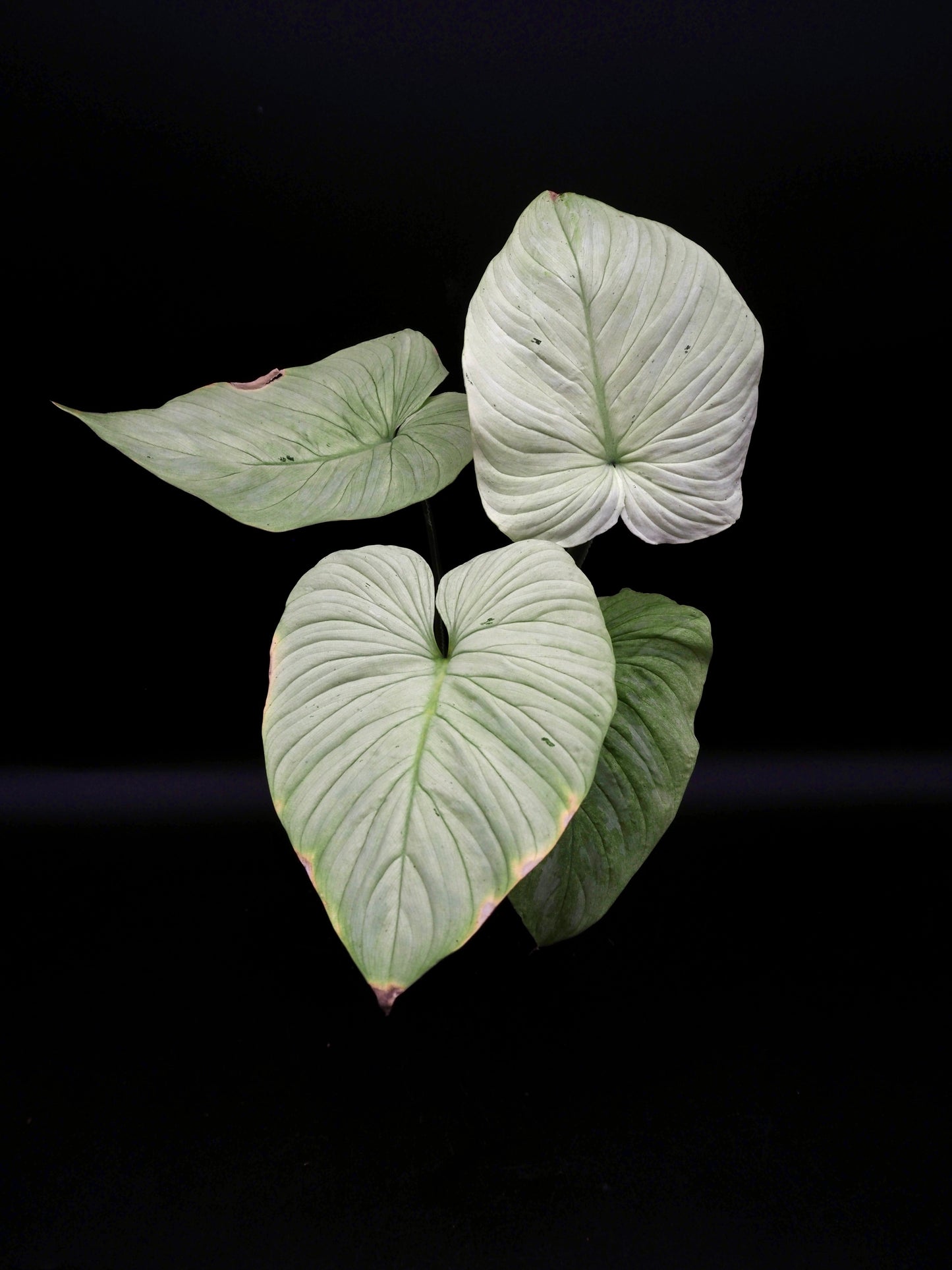 Philodendron Mamei Variegata