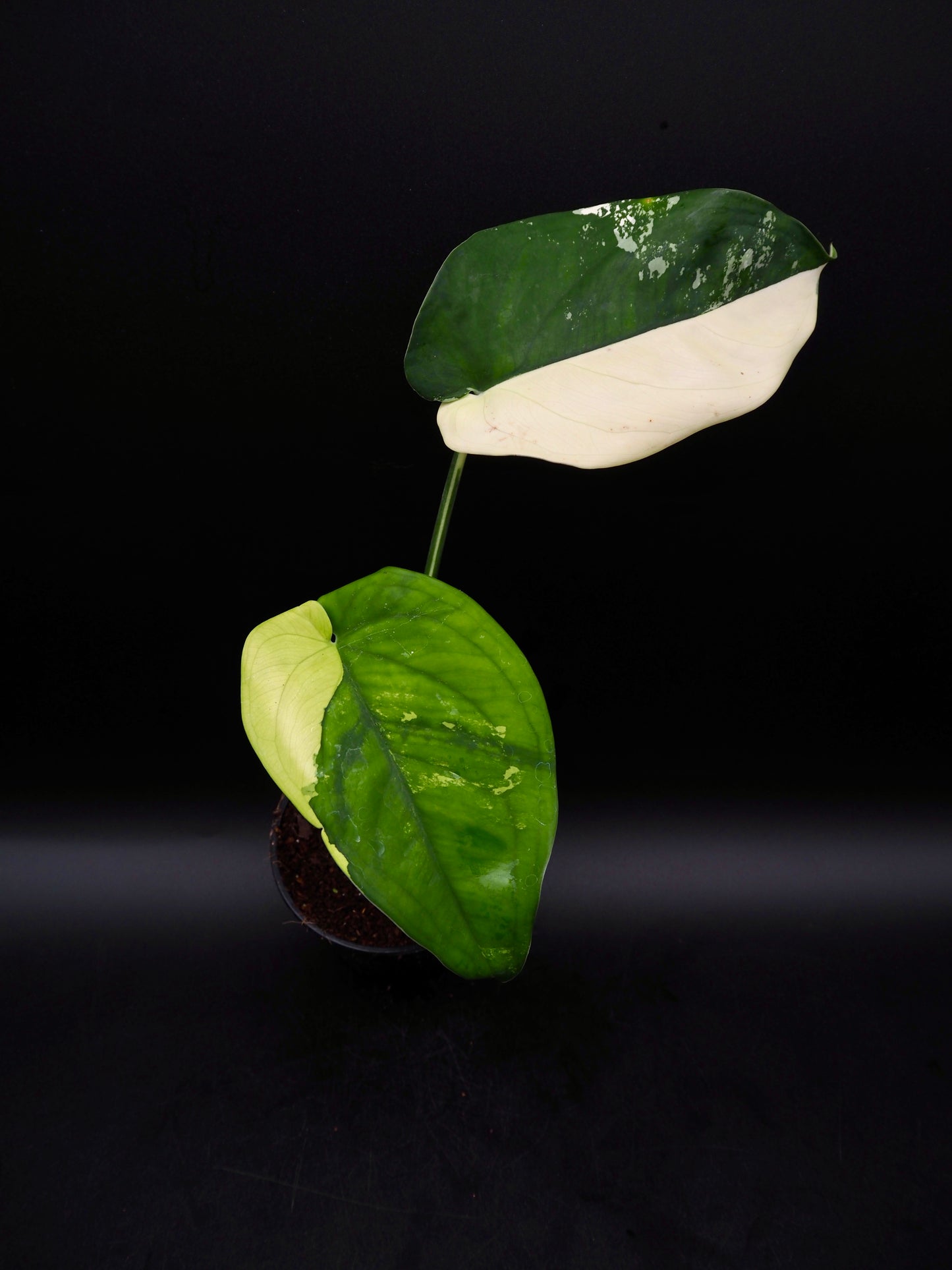 Syngonium Chiapense Variegata