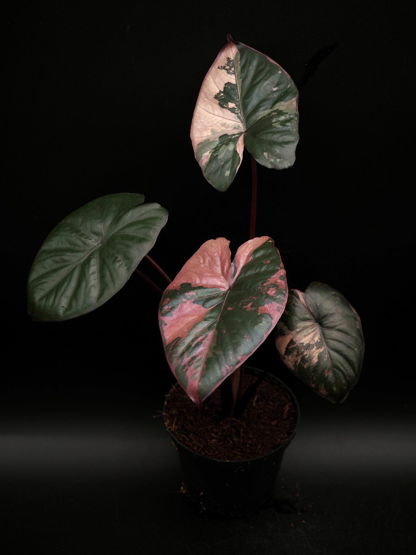 Alocasia Serendipity Variegata