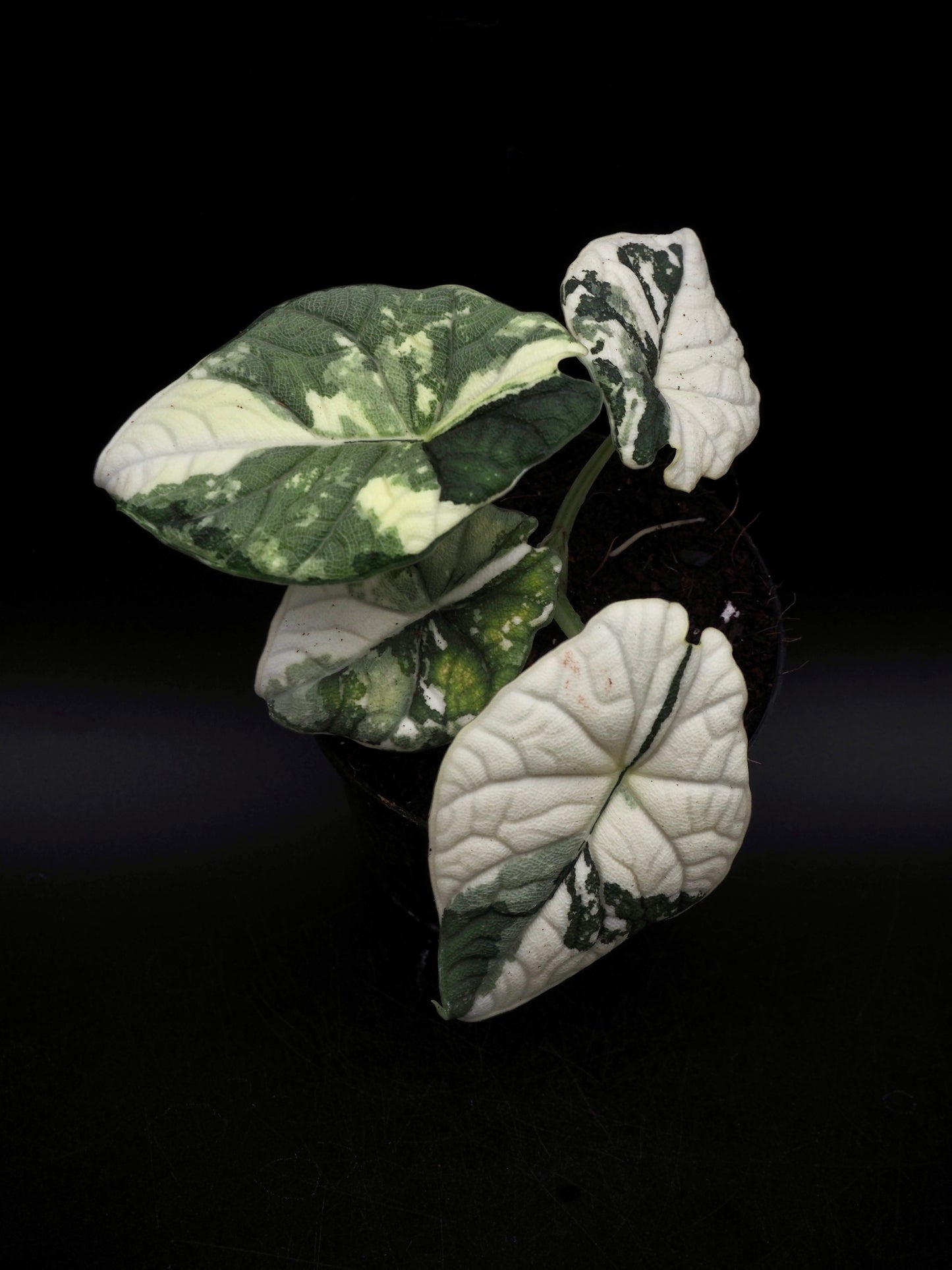 Alocasia Melo Albo