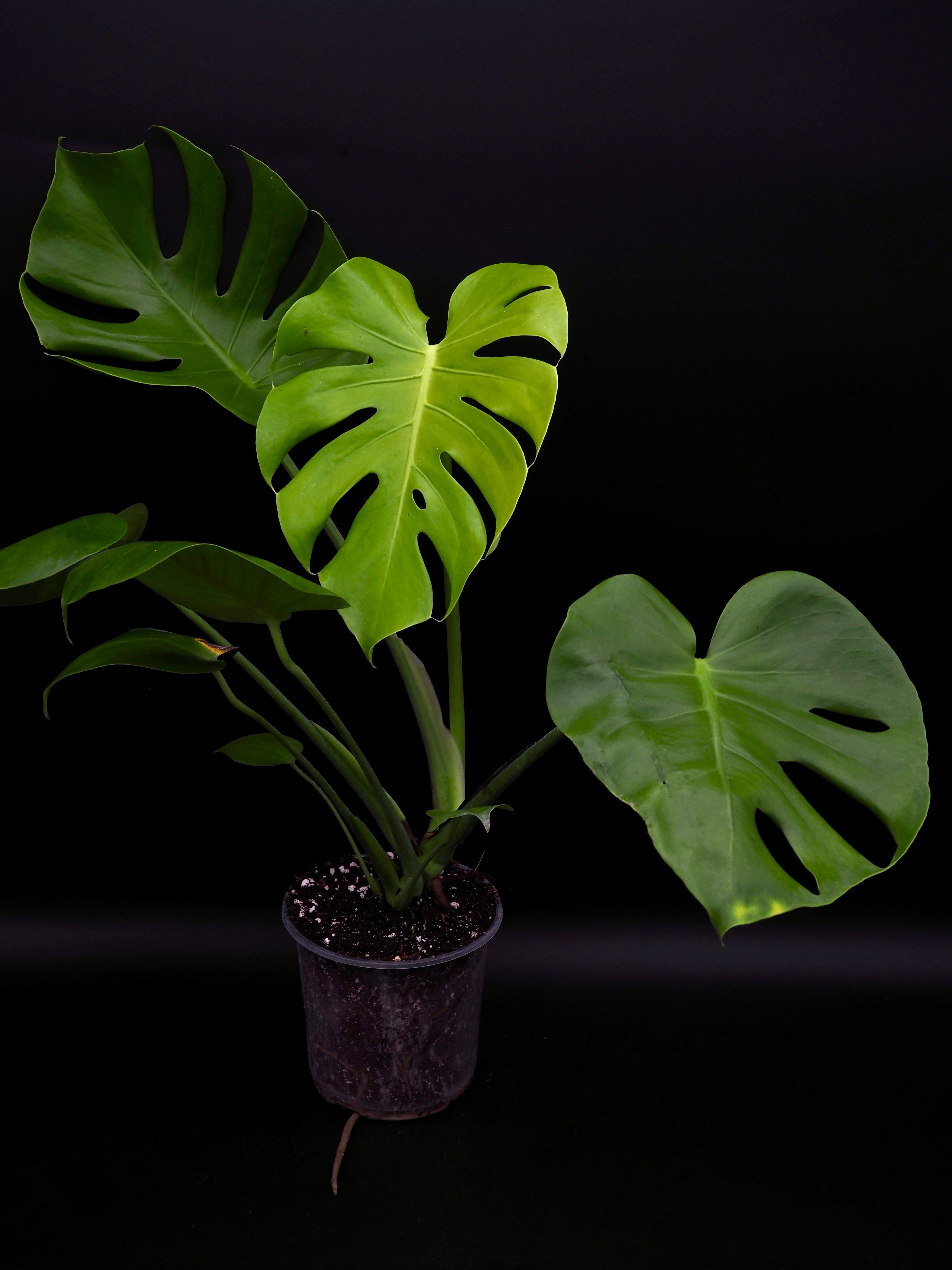 Monstera Lemon Lime – Jolaplants