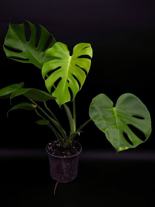 Monstera Lemon Lime