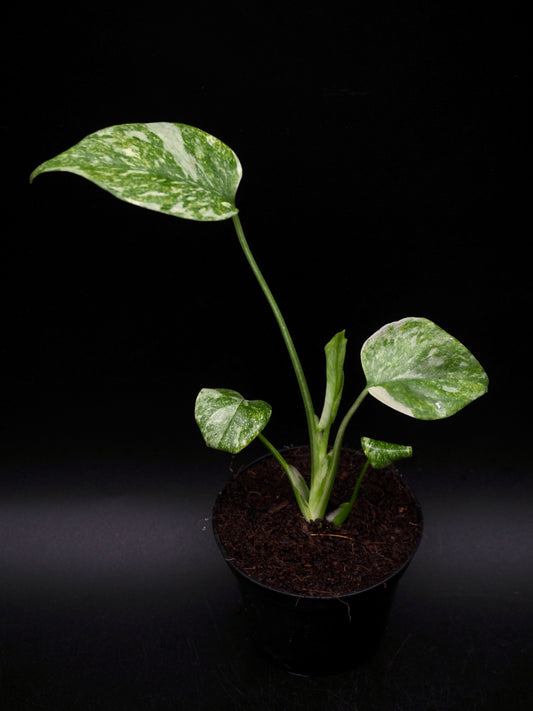 Monstera Green Snow