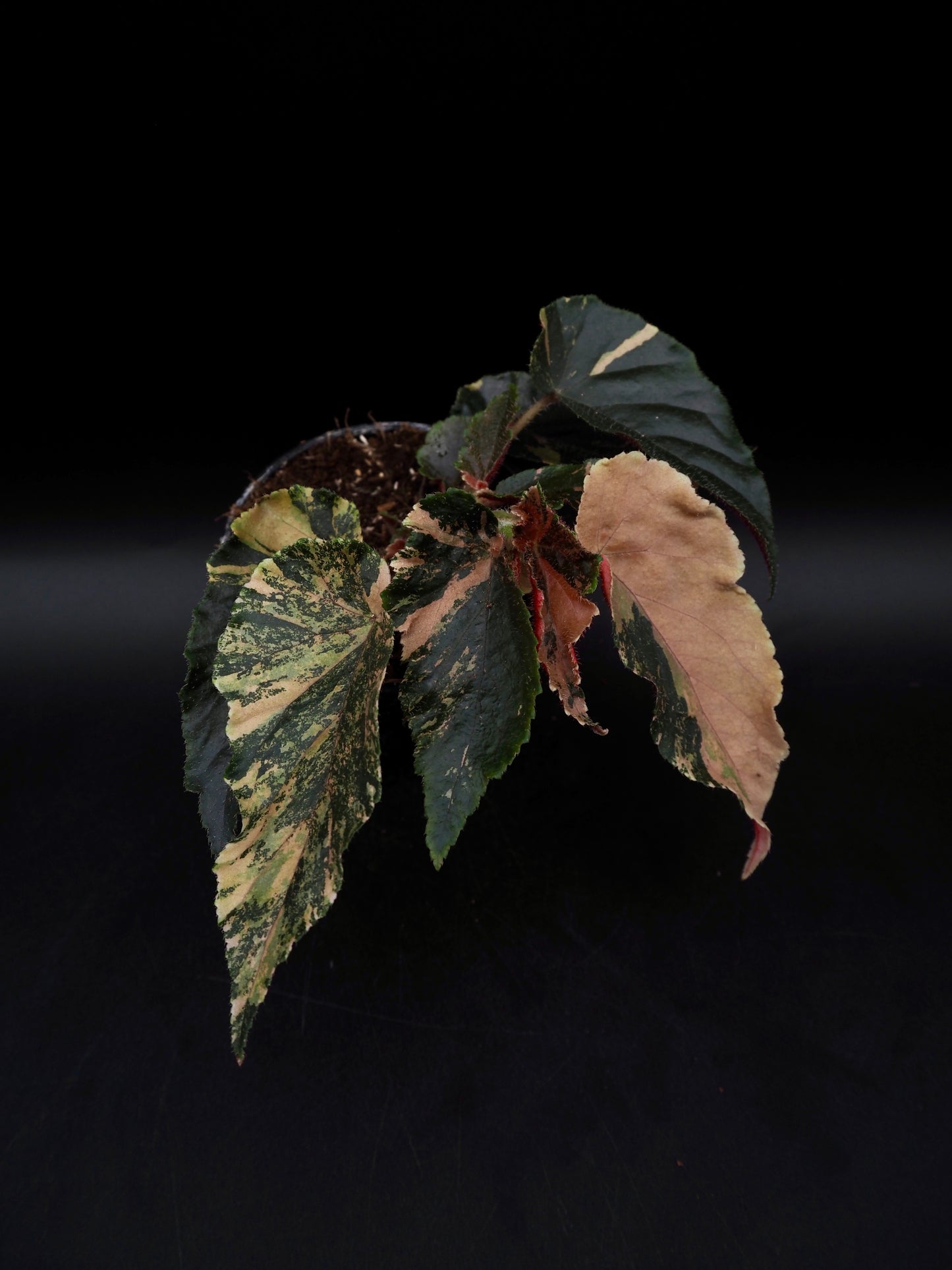 Begonia Ginny Galaxy