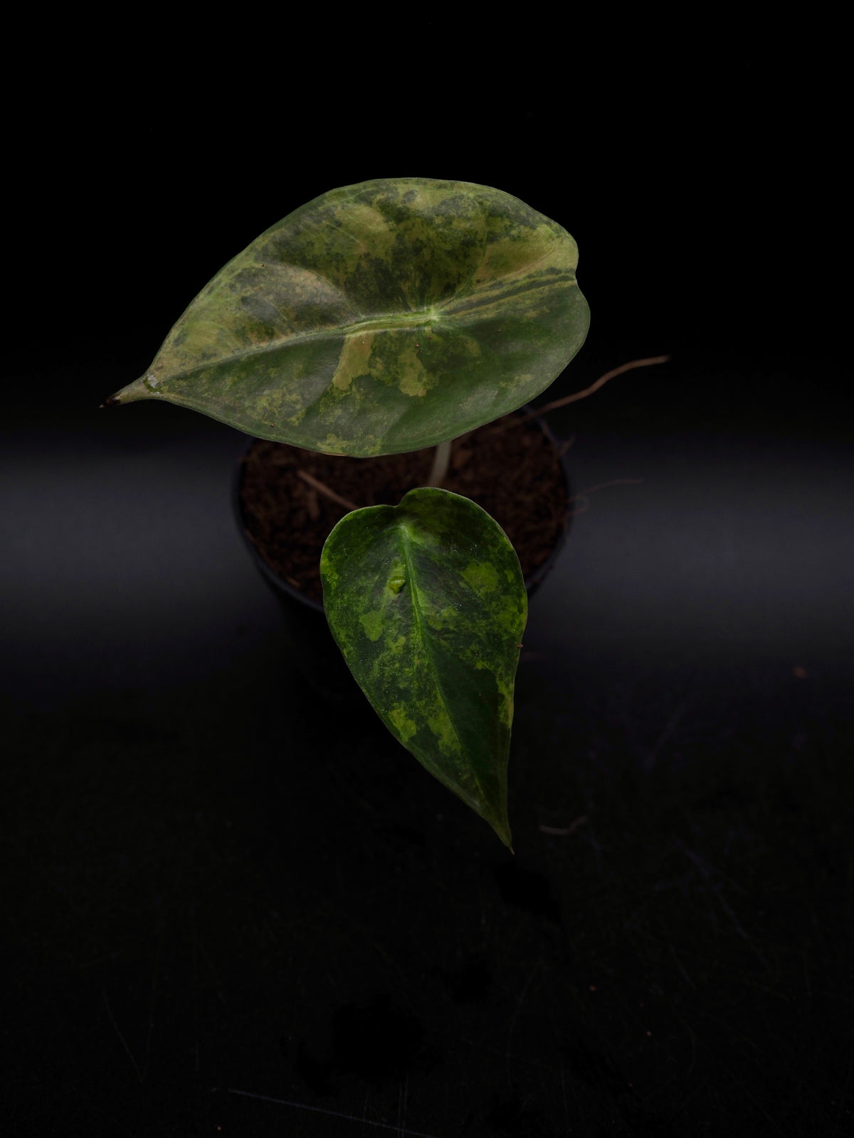 Alocasia Sedenii Aurea