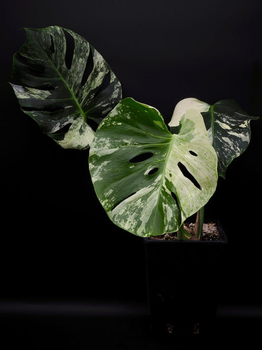 Monstera Deliciosa White Mint