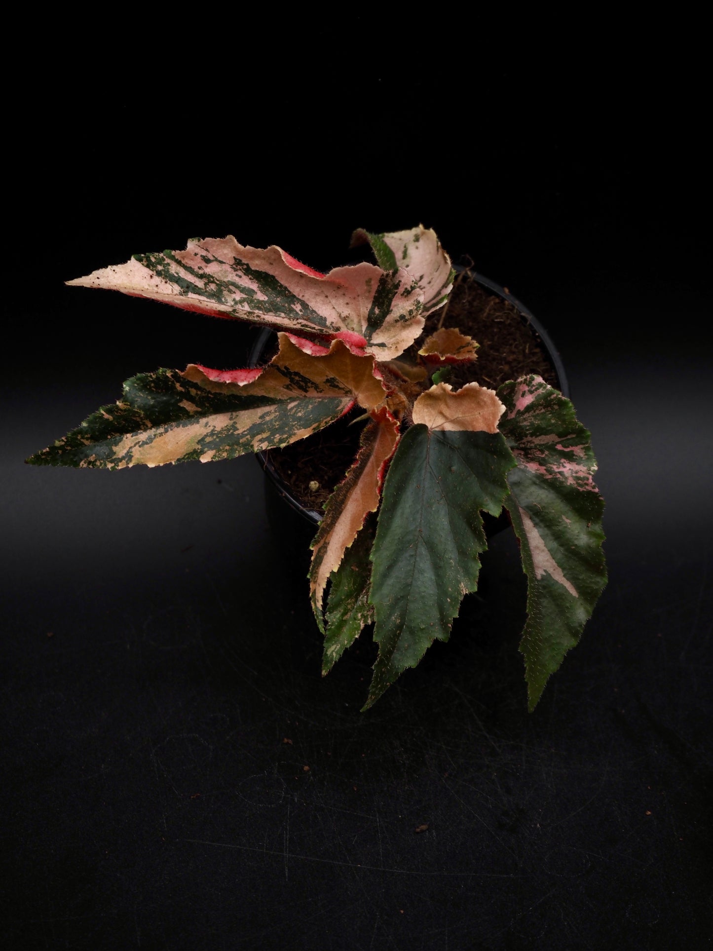 Begonia Ginny Galaxy