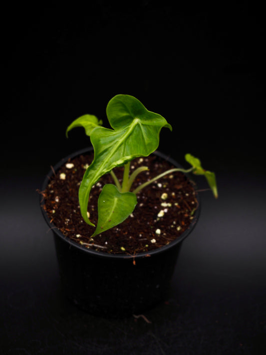 Alocasia Frydek Tatoo