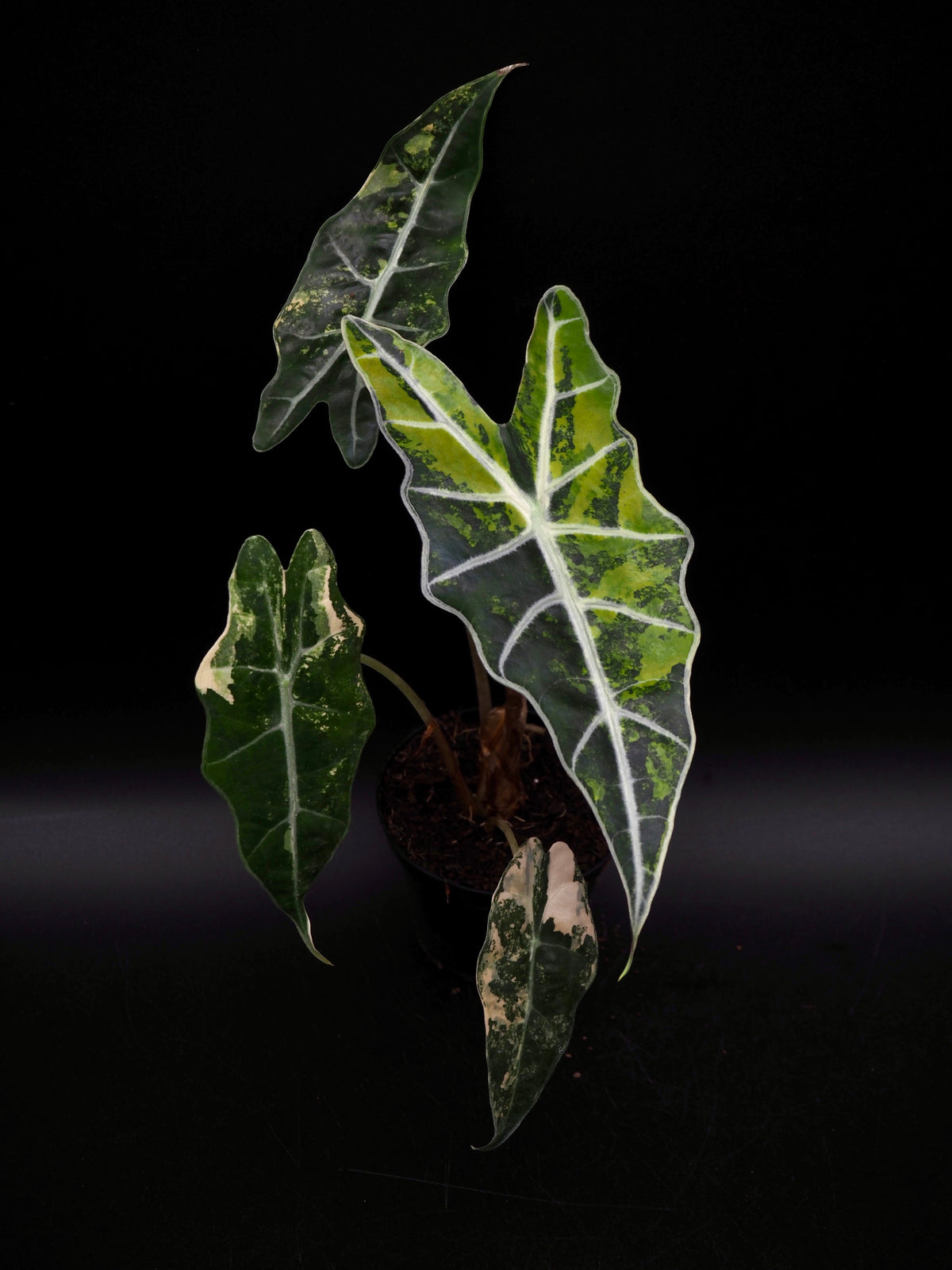 Alocasia Sanderiana Bull Aurea