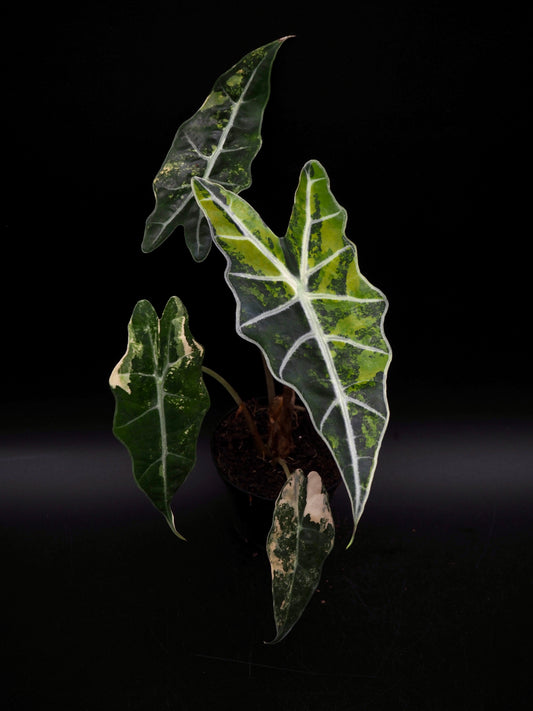 Alocasia Sanderiana Bull Aurea