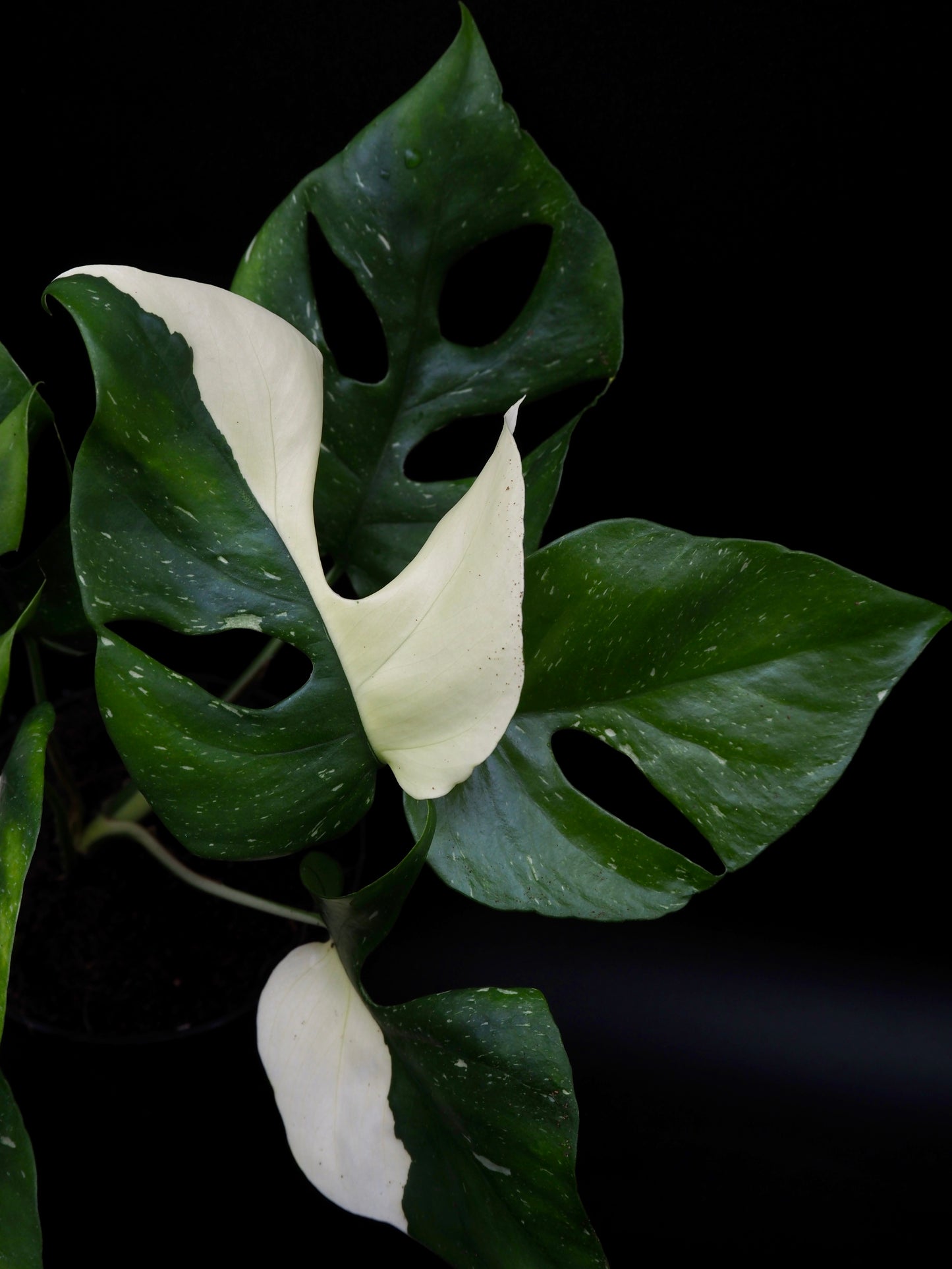 Rhaphidophora Tetrasperma Thai Constellation Variegata
