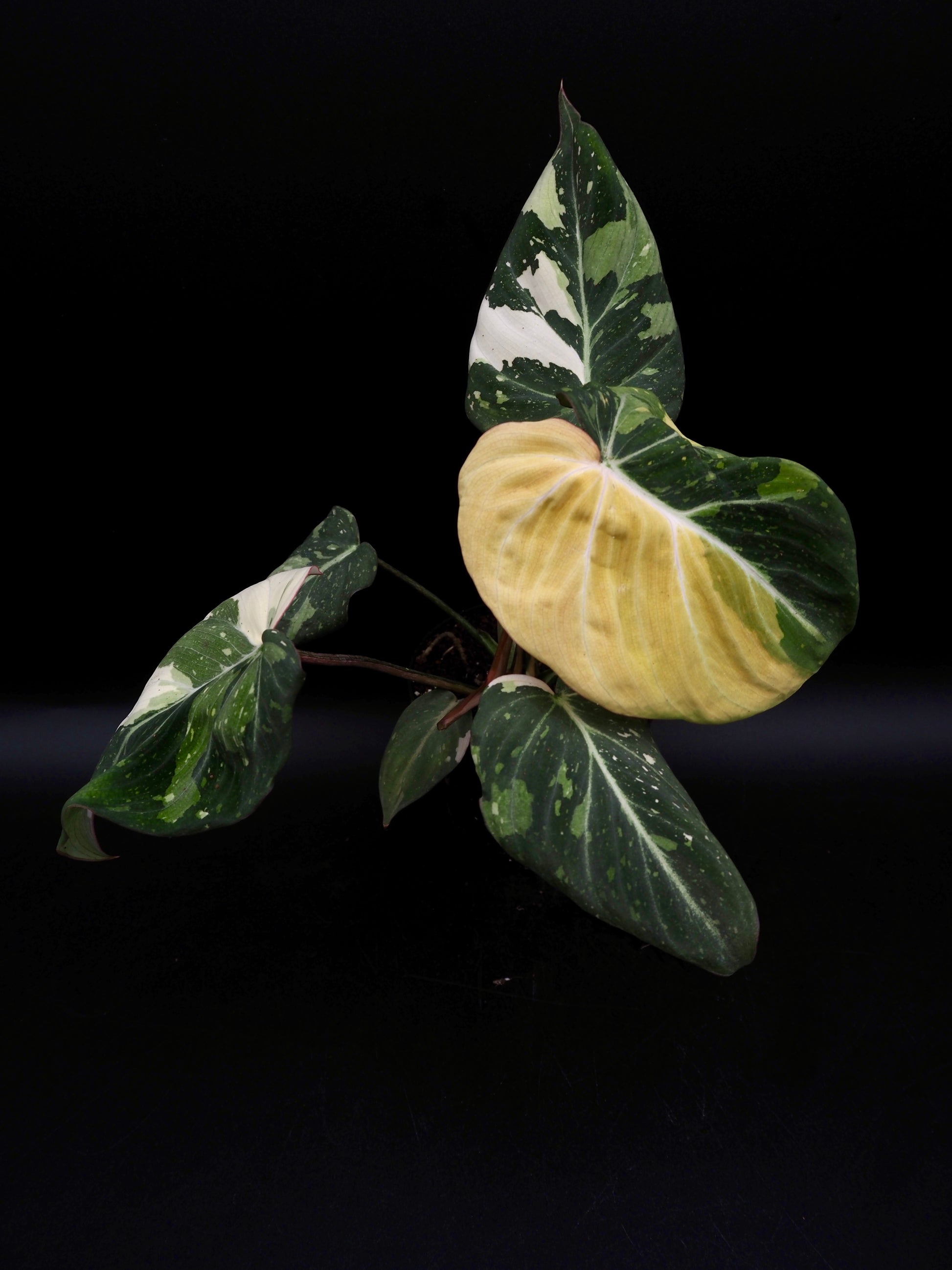 tri color philodendron Philodendron Gloriosum Tricolor – Jolaplants