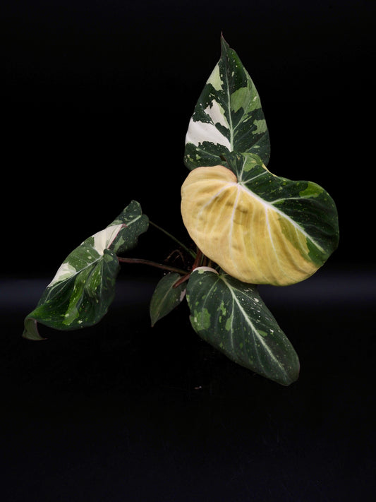 Philodendron Gloriosum Tricolor 