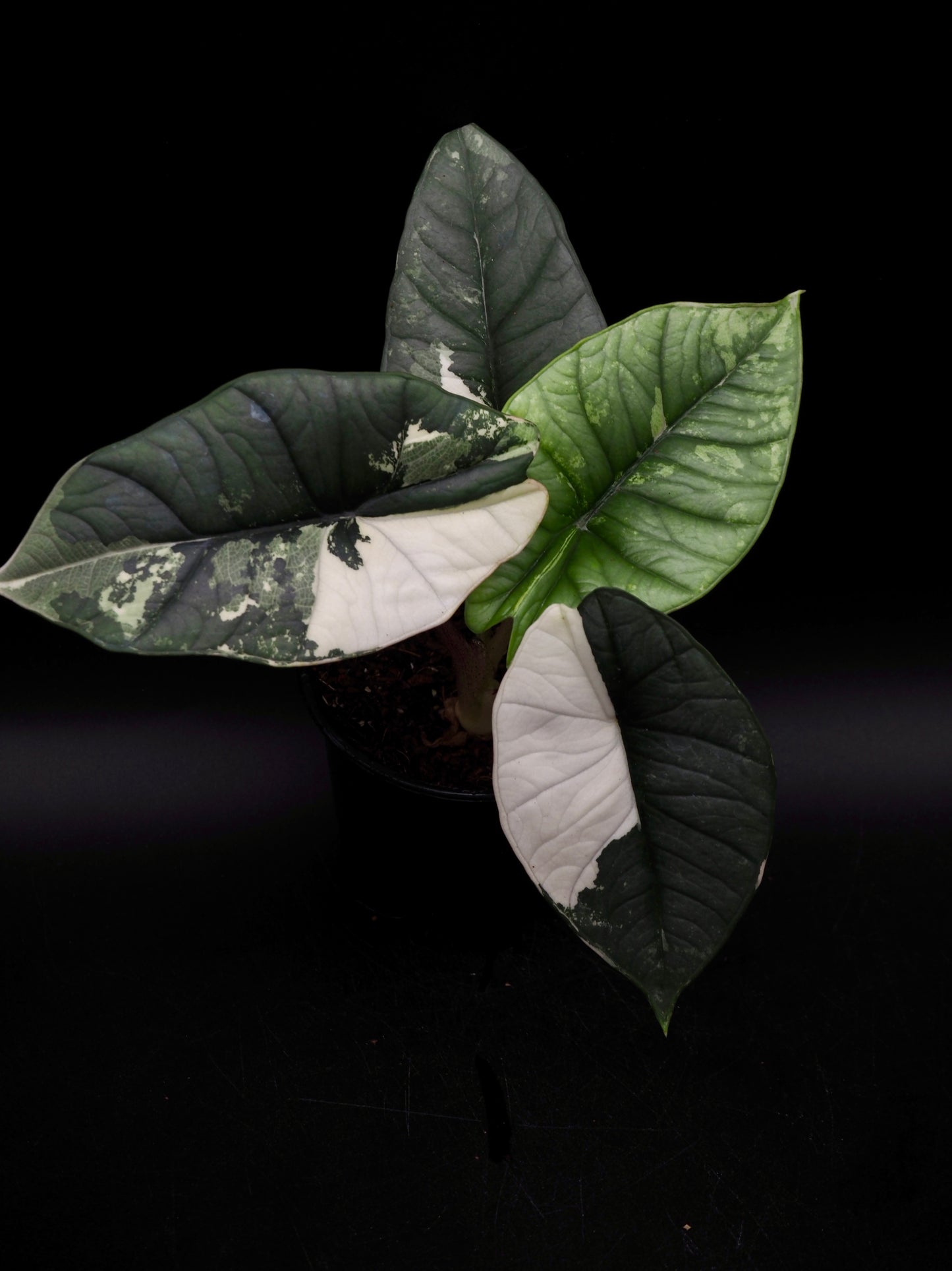 Alocasia Platinum Albo