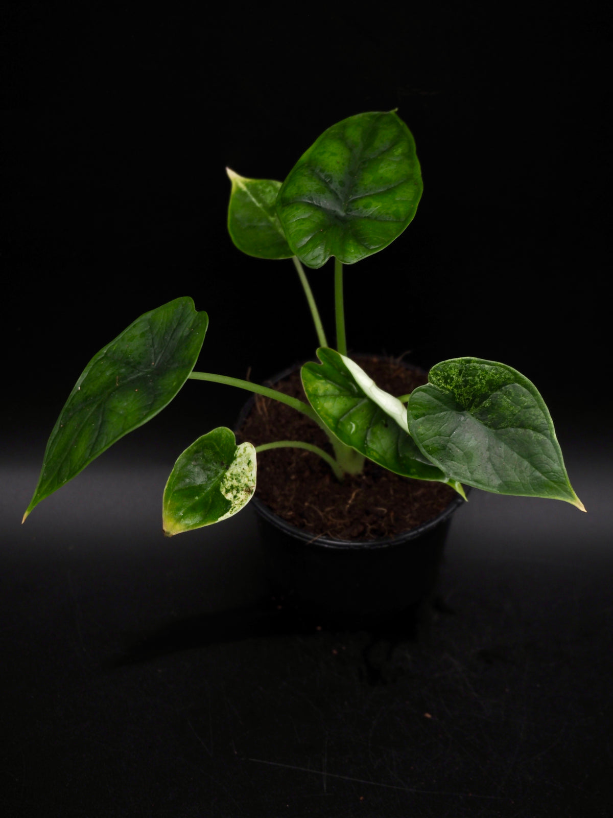 Alocasia Dragon Scale Mint Variegata