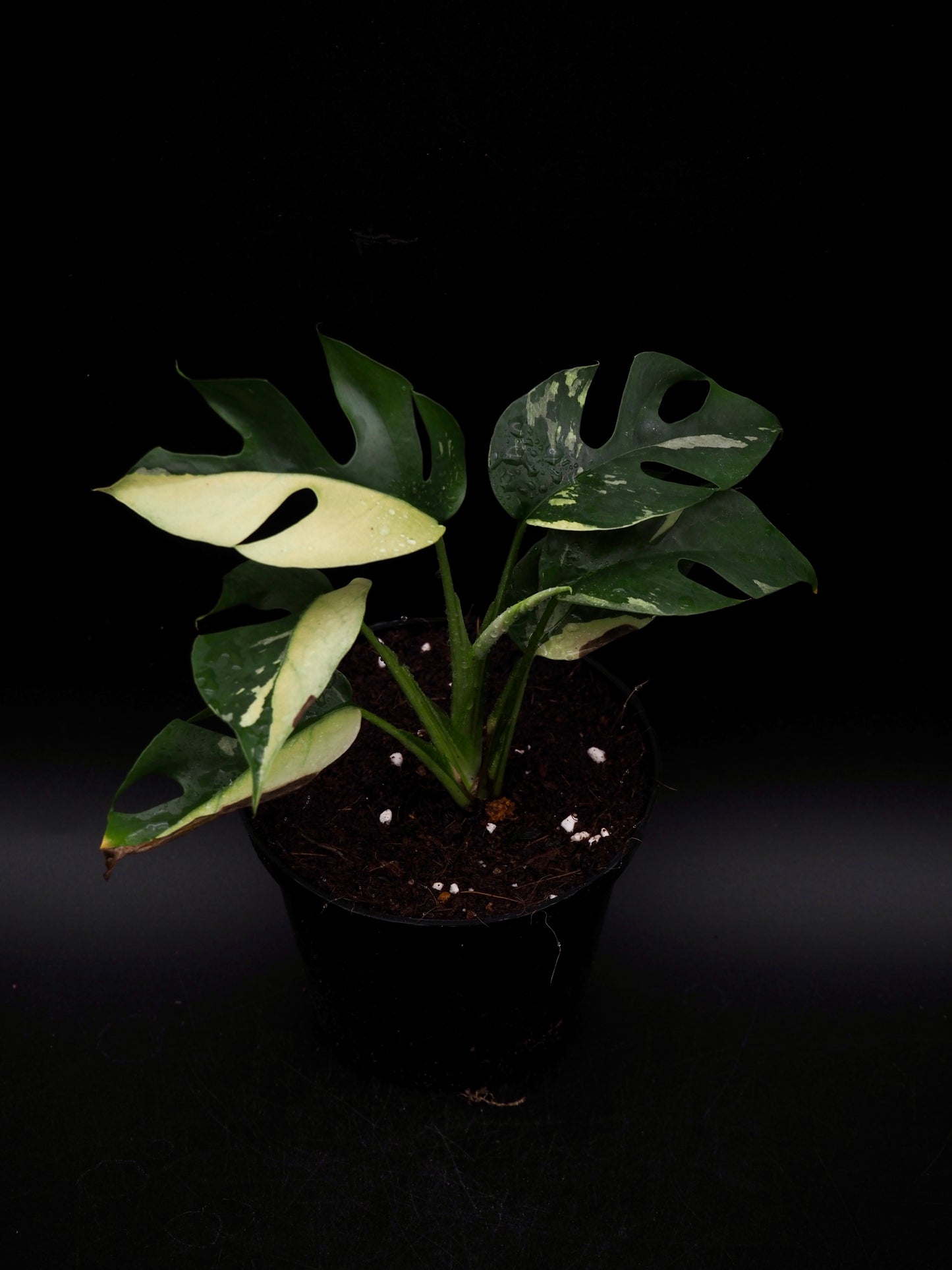 Rhaphidophora Tetrasperma Variegata