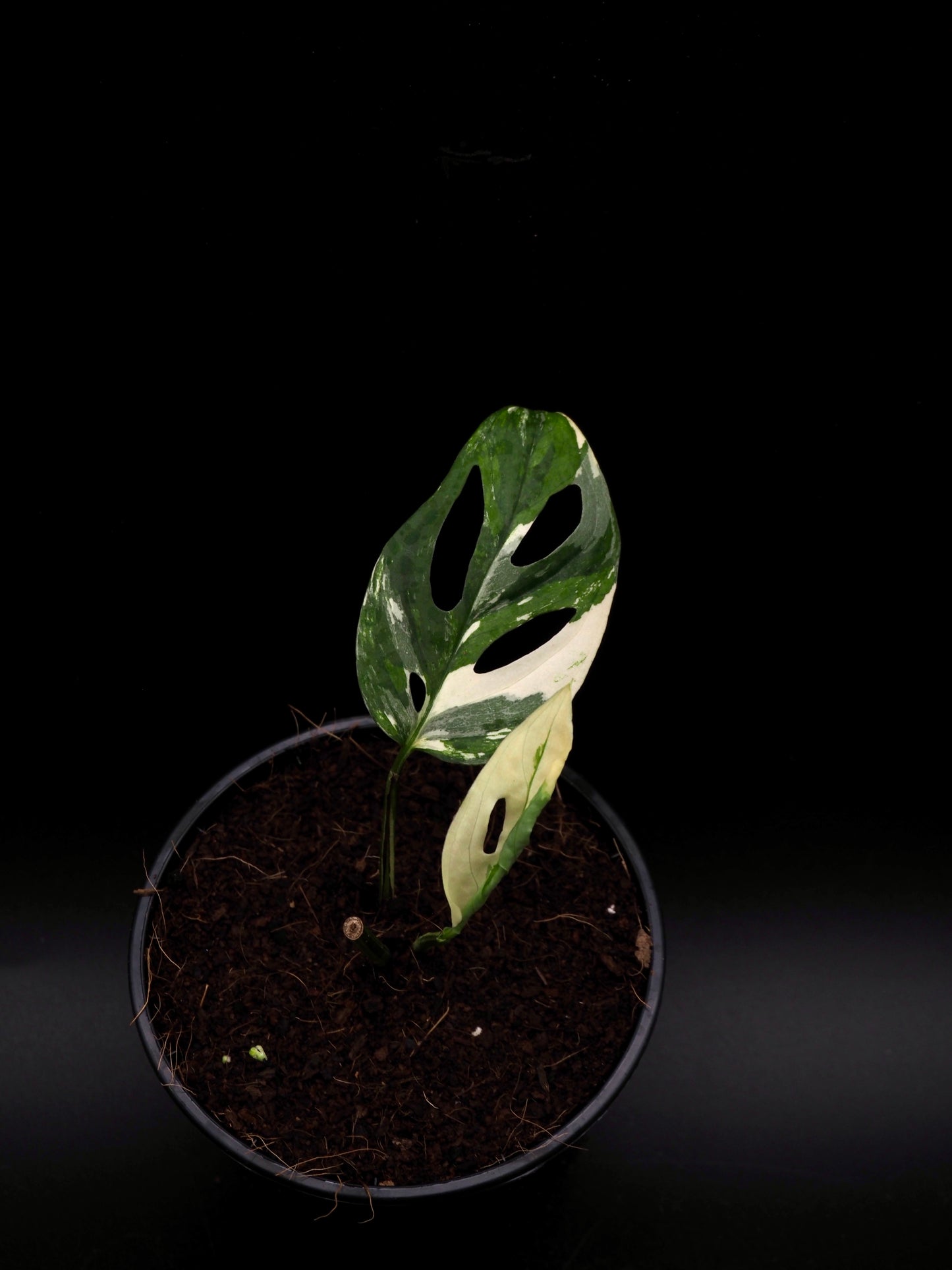 Monstera Laniata Variegata