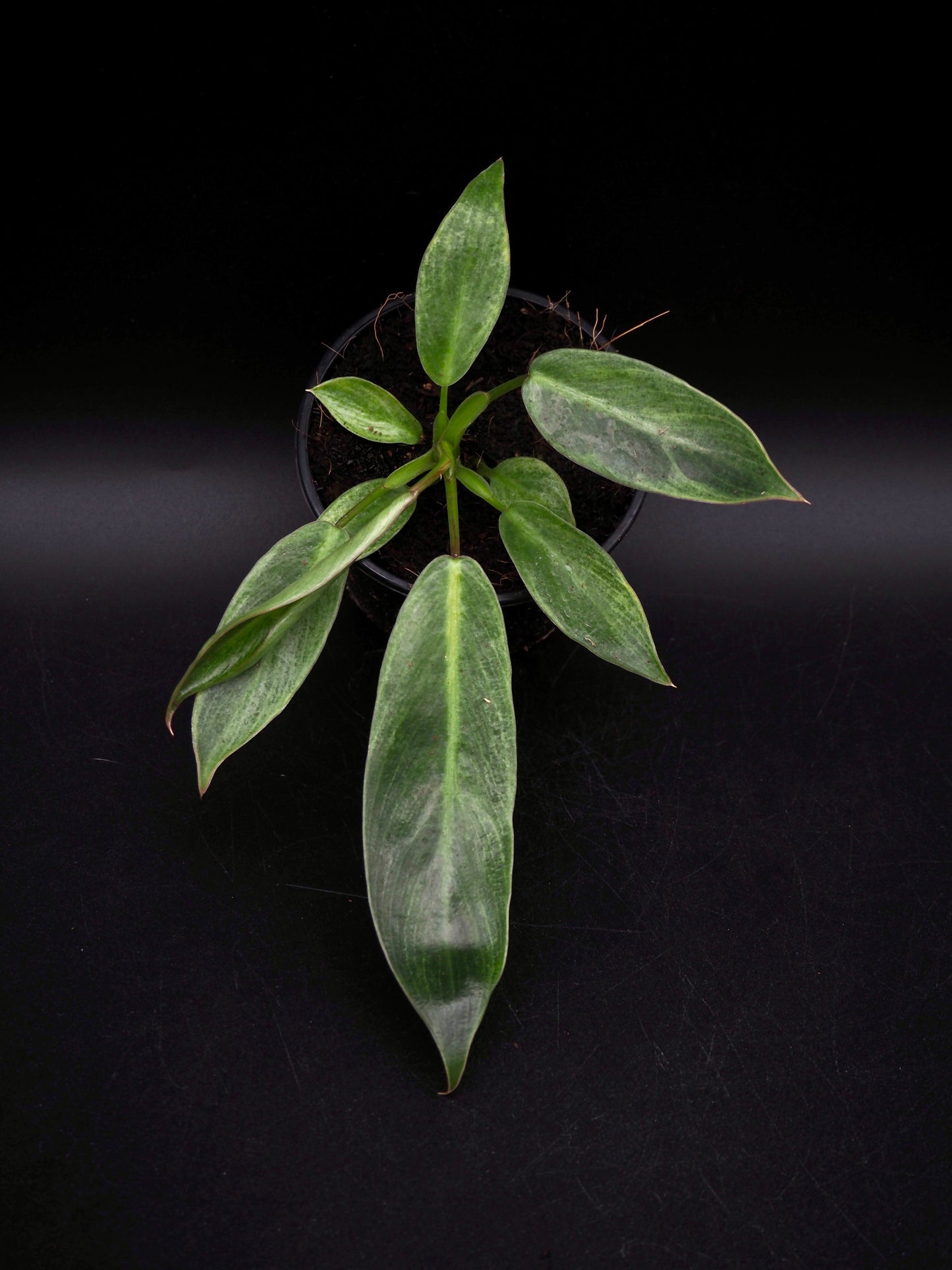 Philodendron Spiritus Sancti Variegata