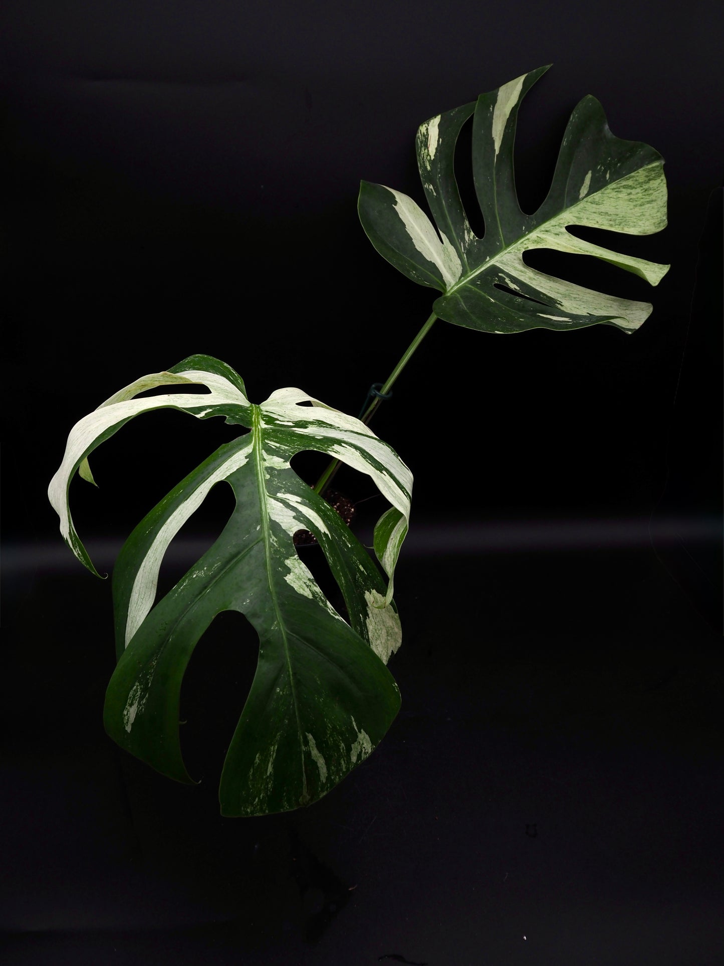 Monstera Deliciosa Jungle Menthe