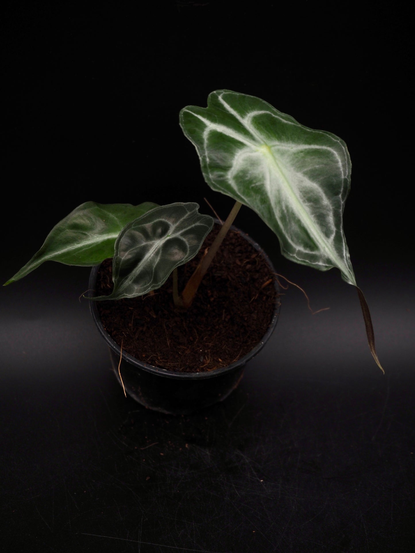 Alocasia Venom S