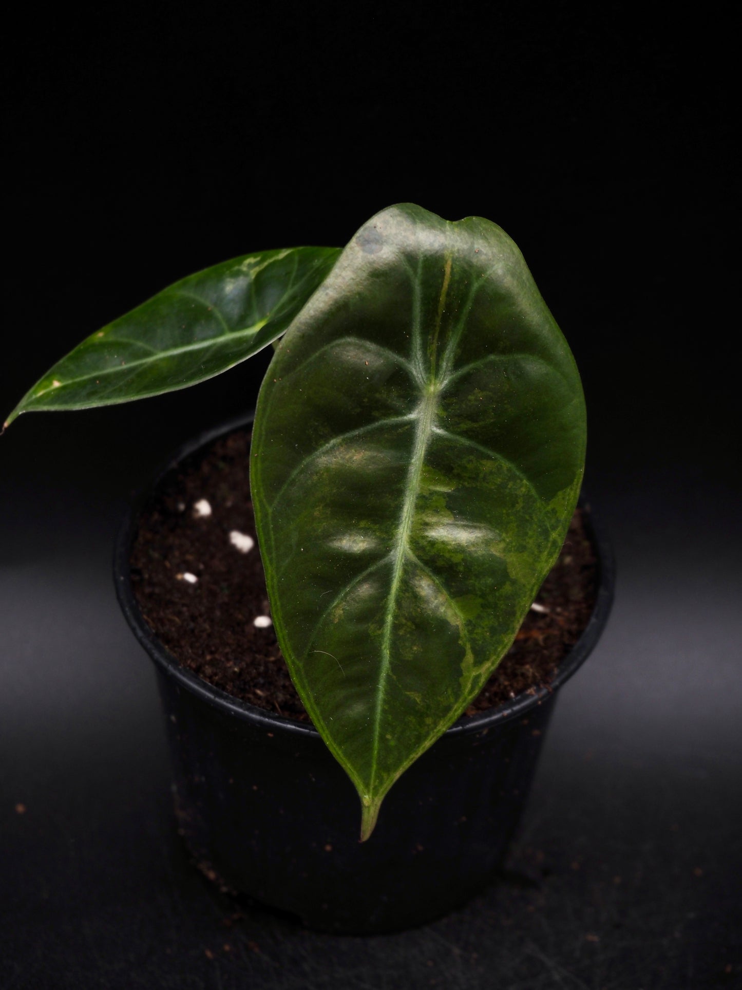 Alocasia Sedenii Aurea