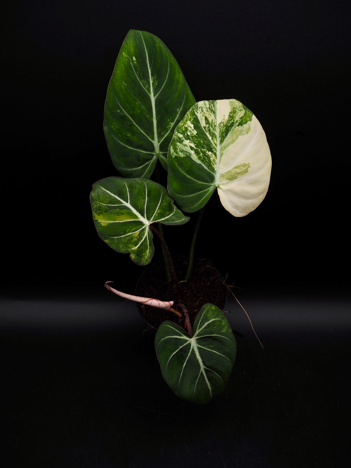 Philodendron Gloriosum Aurea