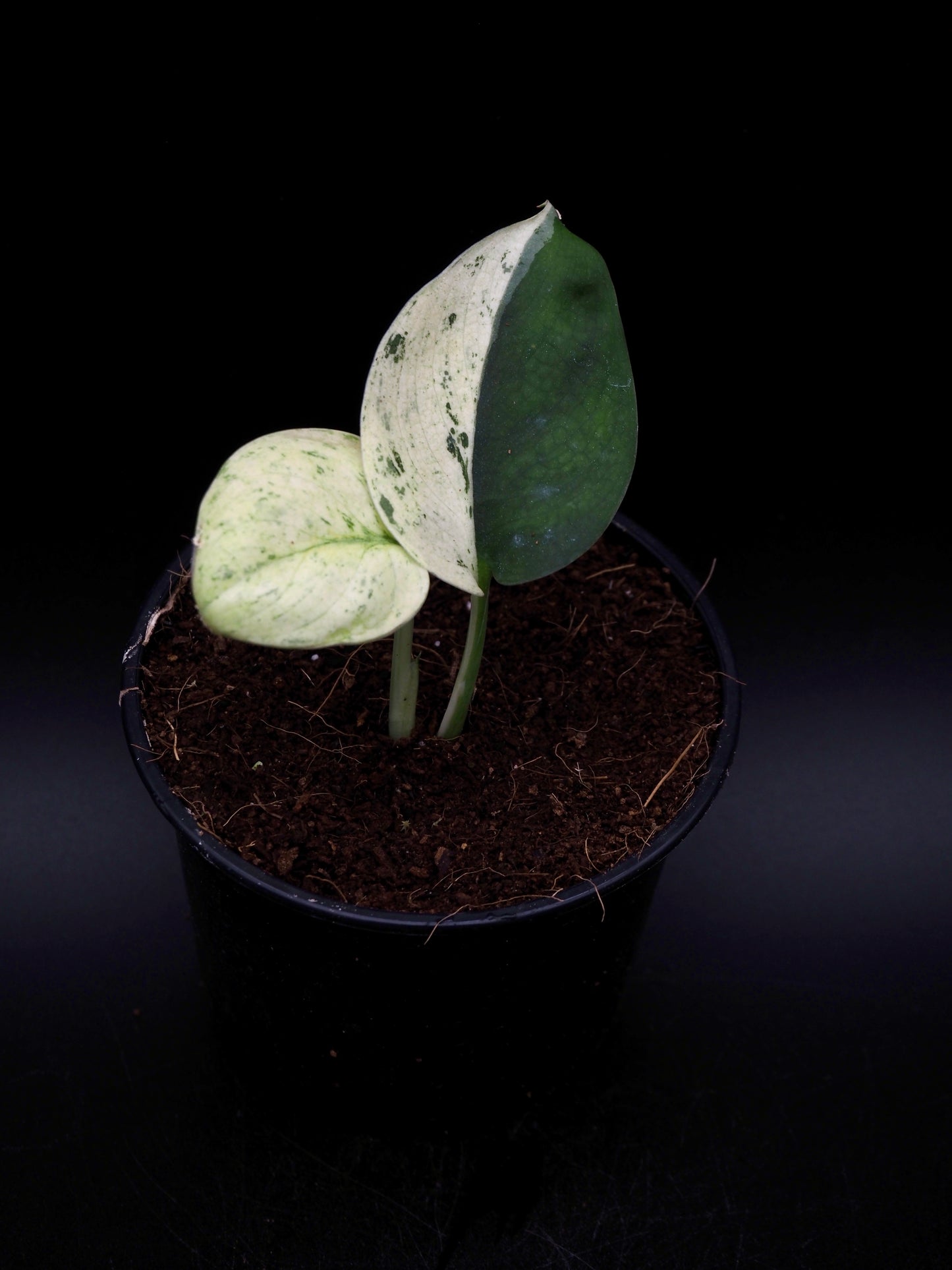 Scindapsus Jade Satin Marble