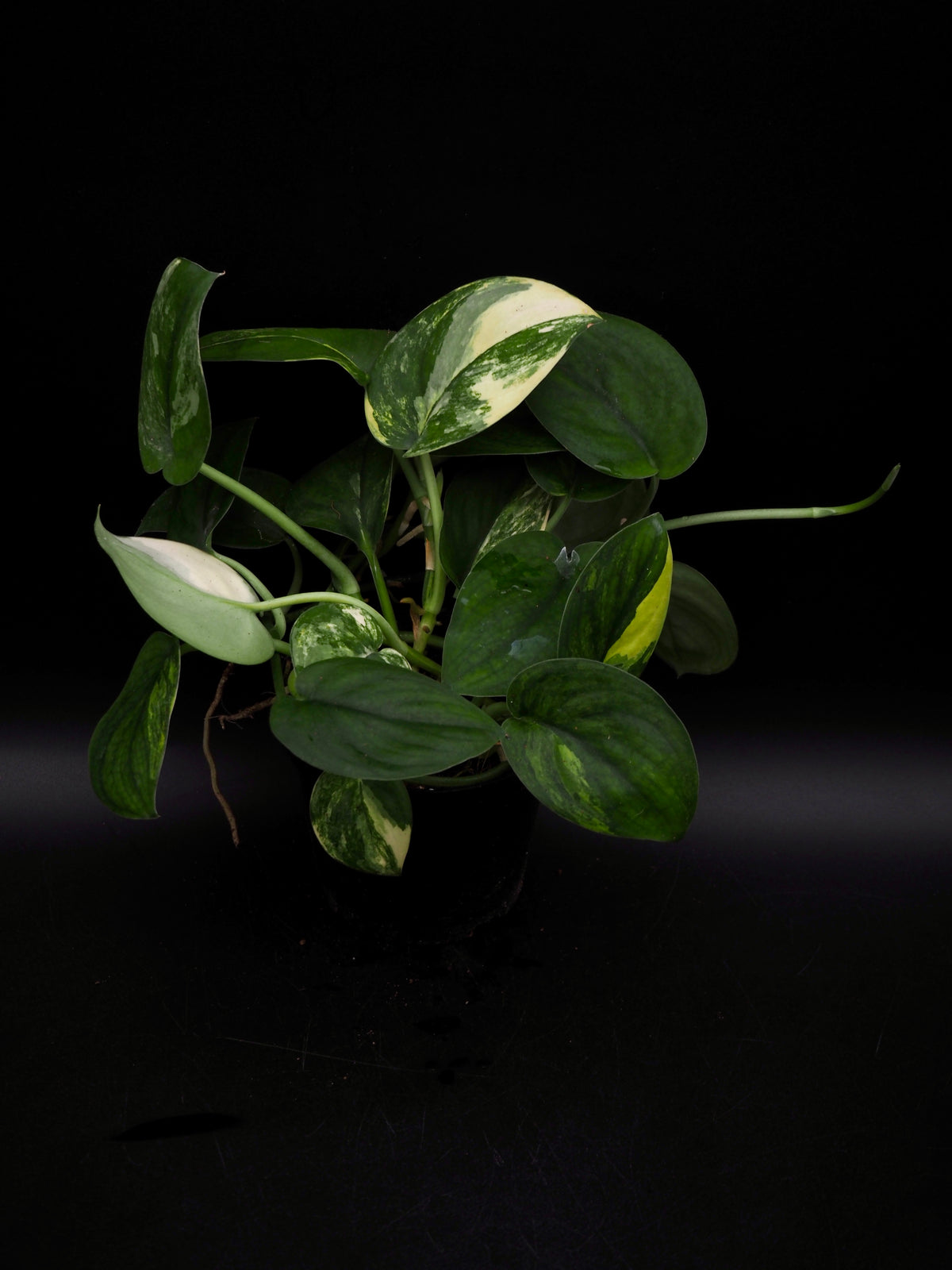 Scindapsus Jade Satin Variegata