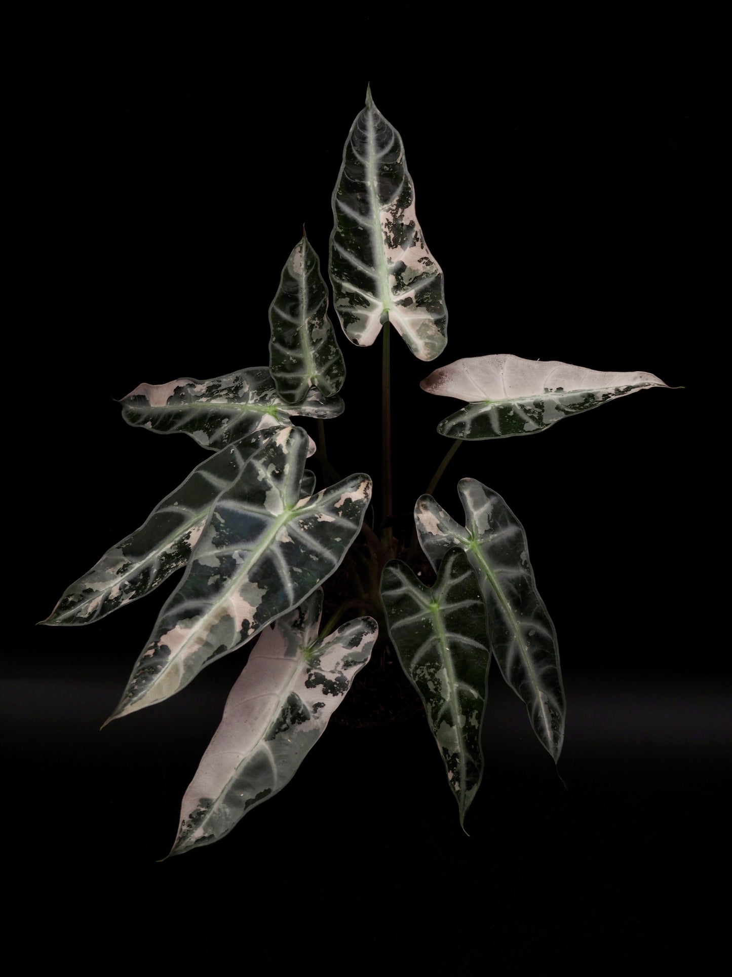 Alocasia Bambino Pink XXL