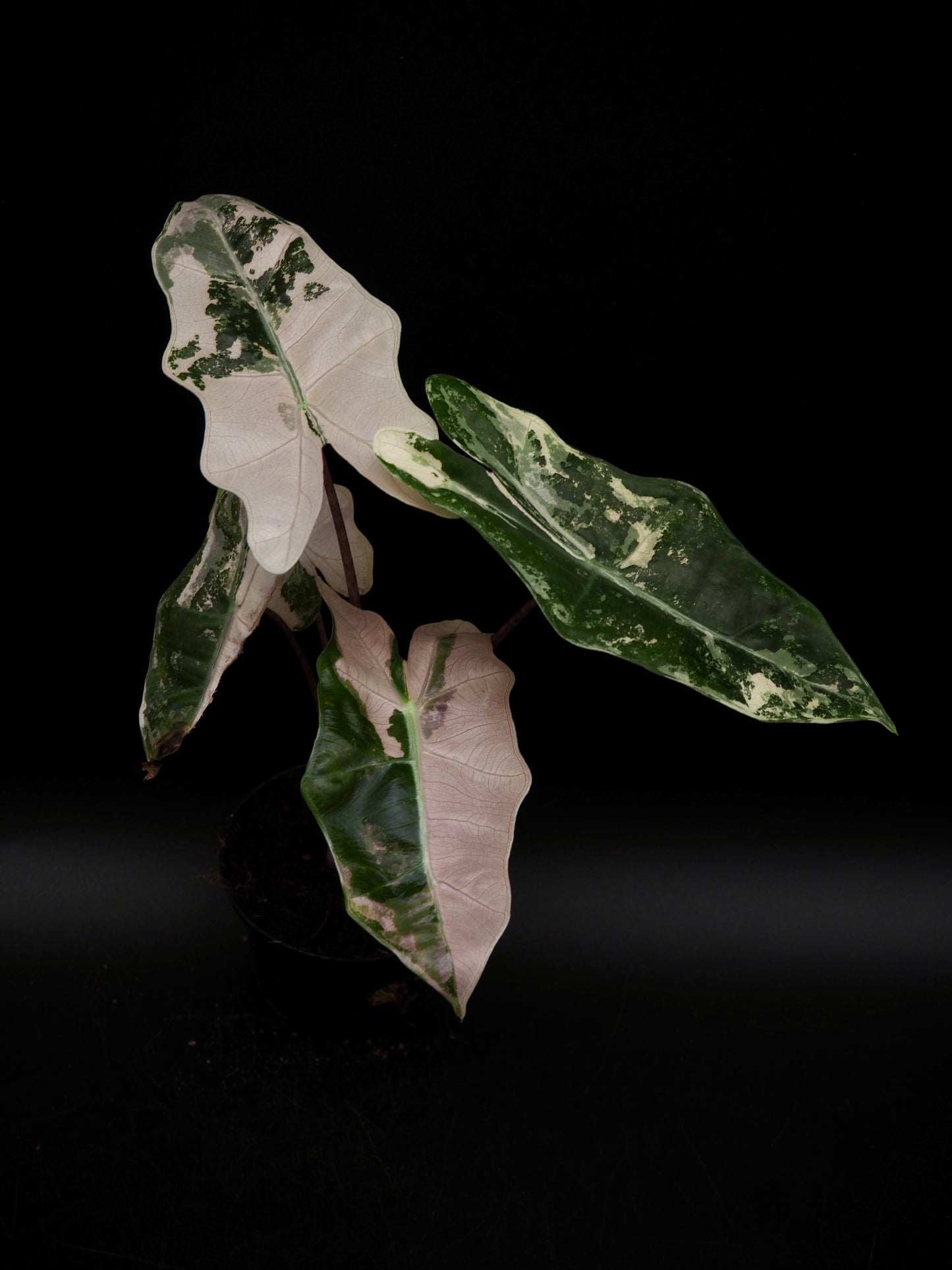 Alocasia Pseudo Sanderiana Pink
