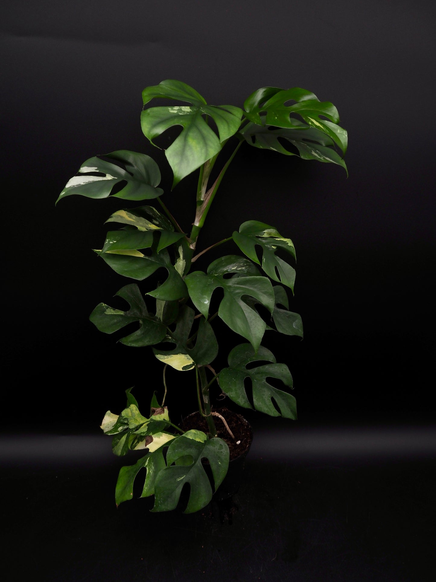Rhaphidophora Tetrasperma Variegata