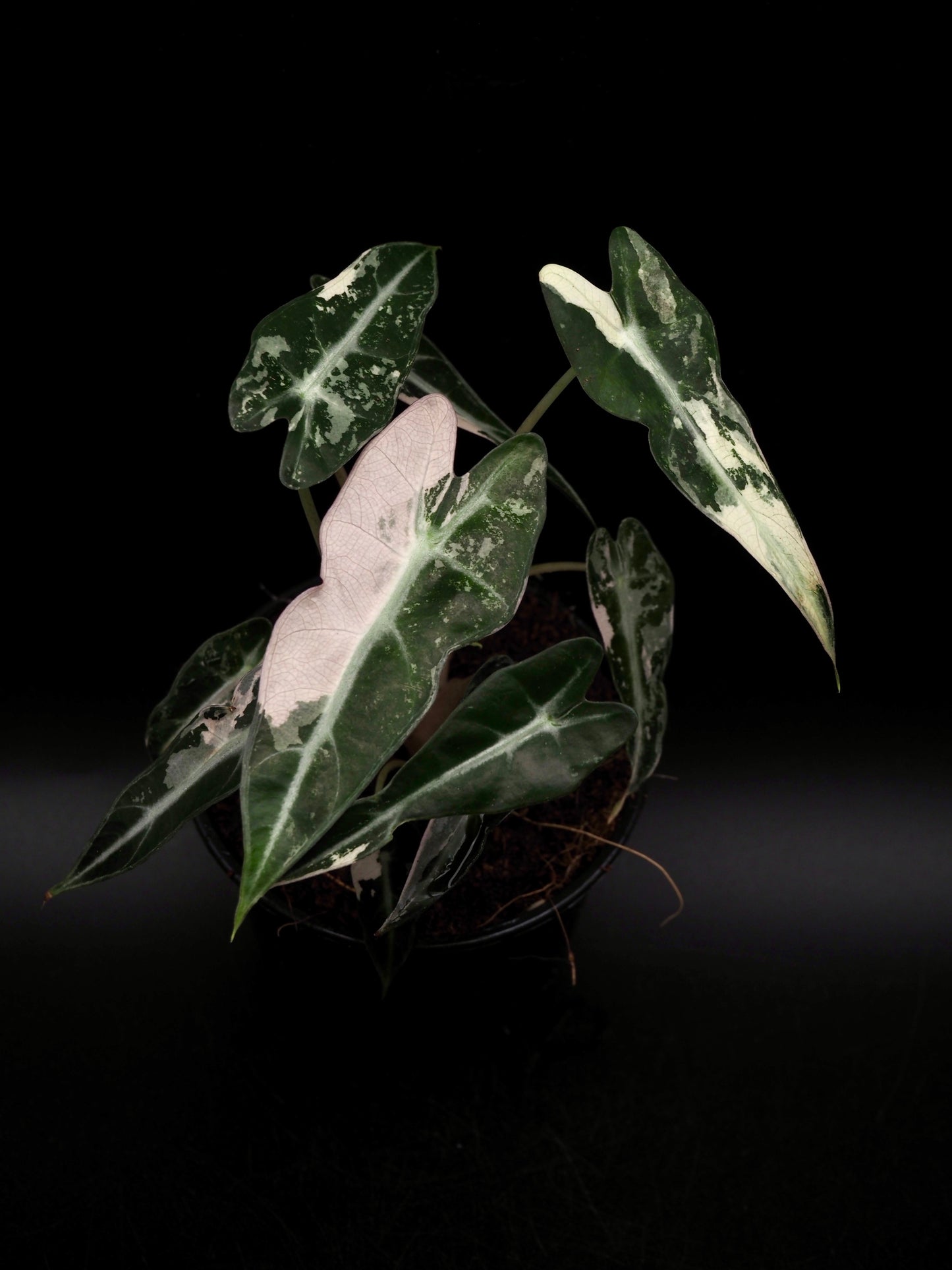 Alocasia Bambino Pink Variegata