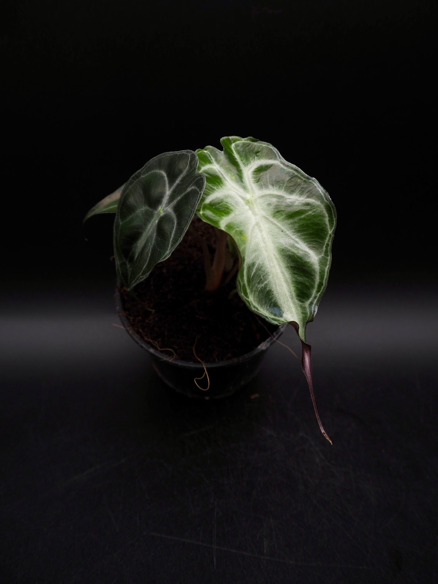Alocasia Venom S