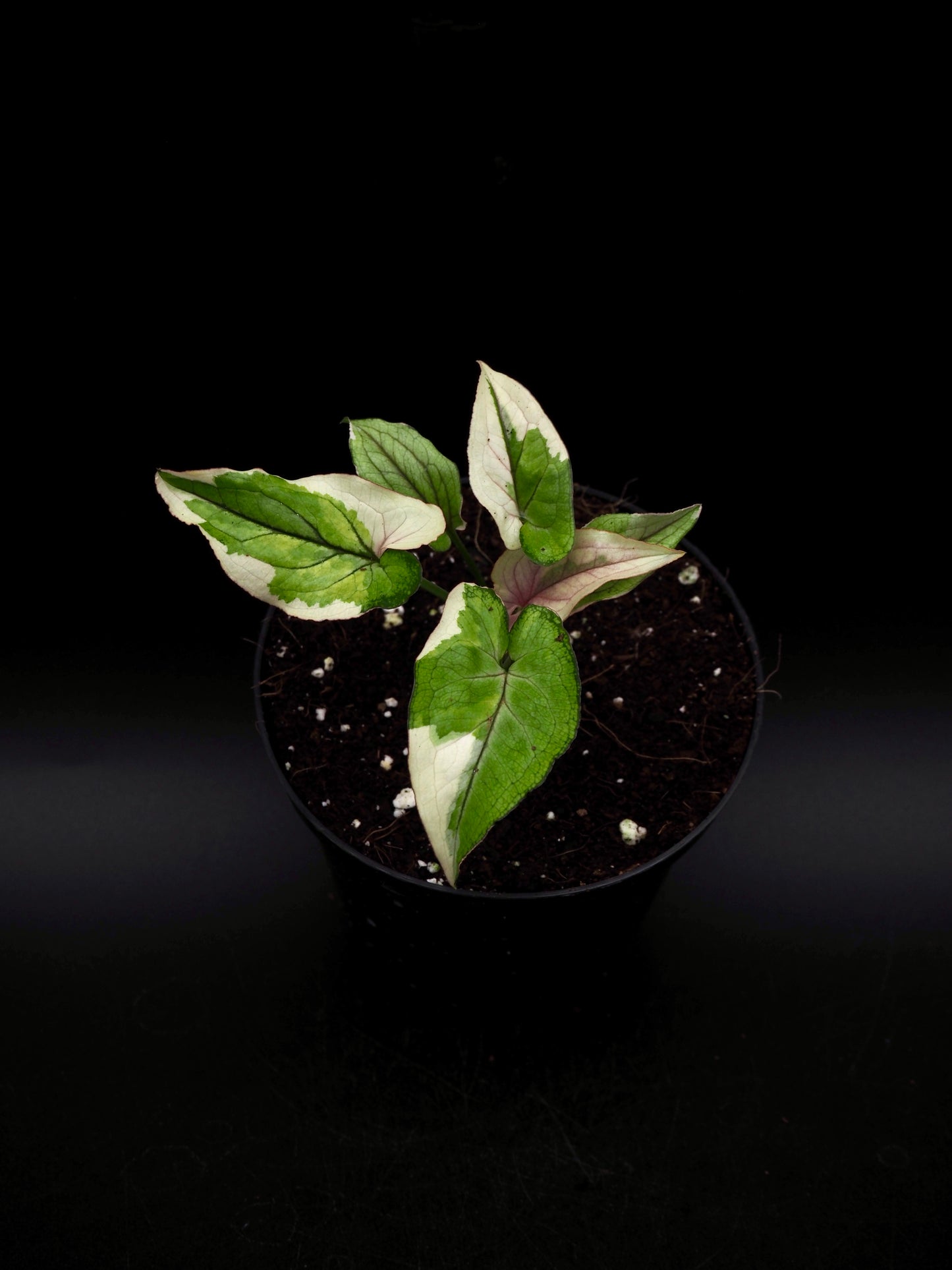 Syngonium White Princess