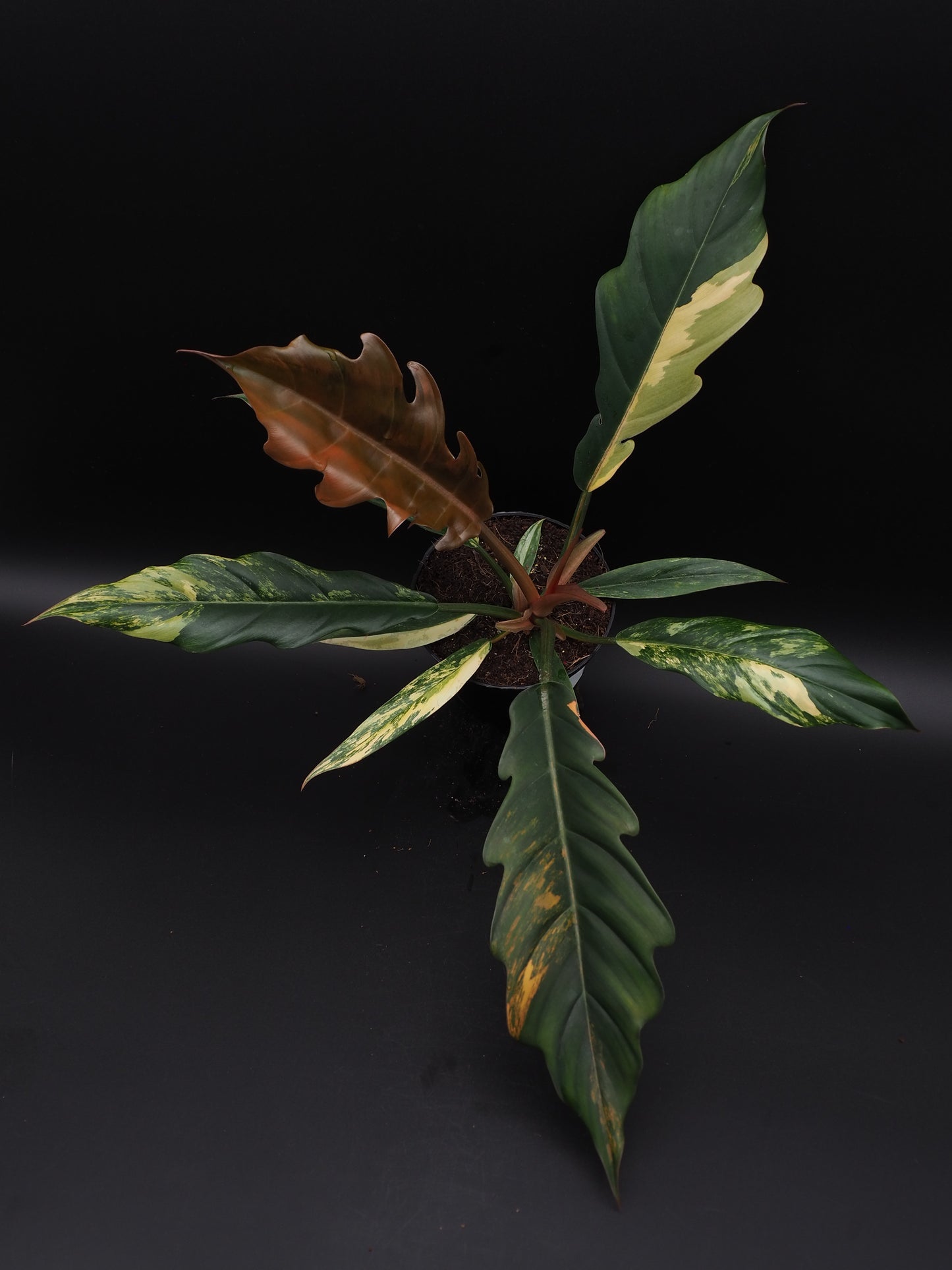 Philodendron Marbre Caramel