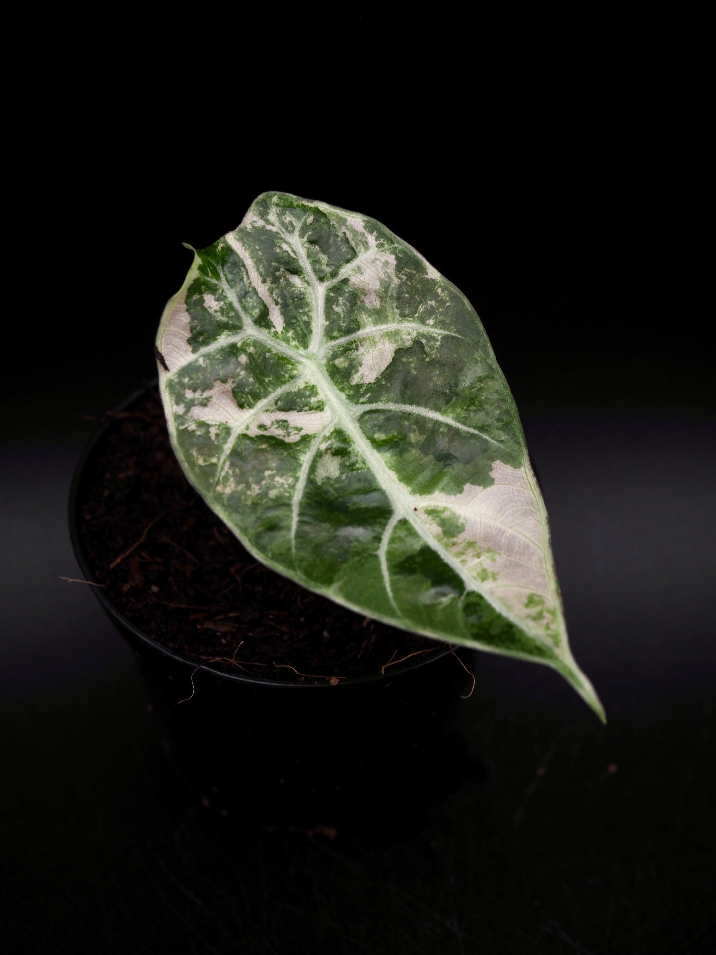 Alocasia Watsoniana Doff Albo/Pink