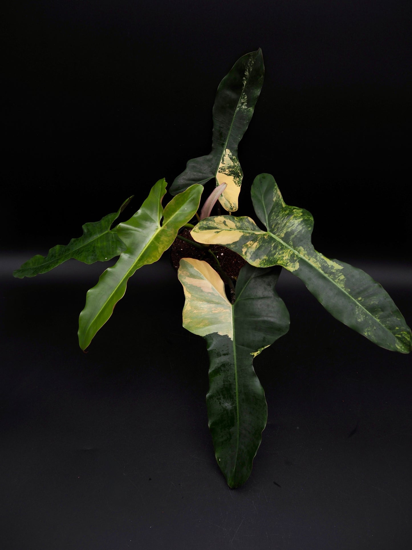 Philodendron Brown Beauty Black Billie X Flobe