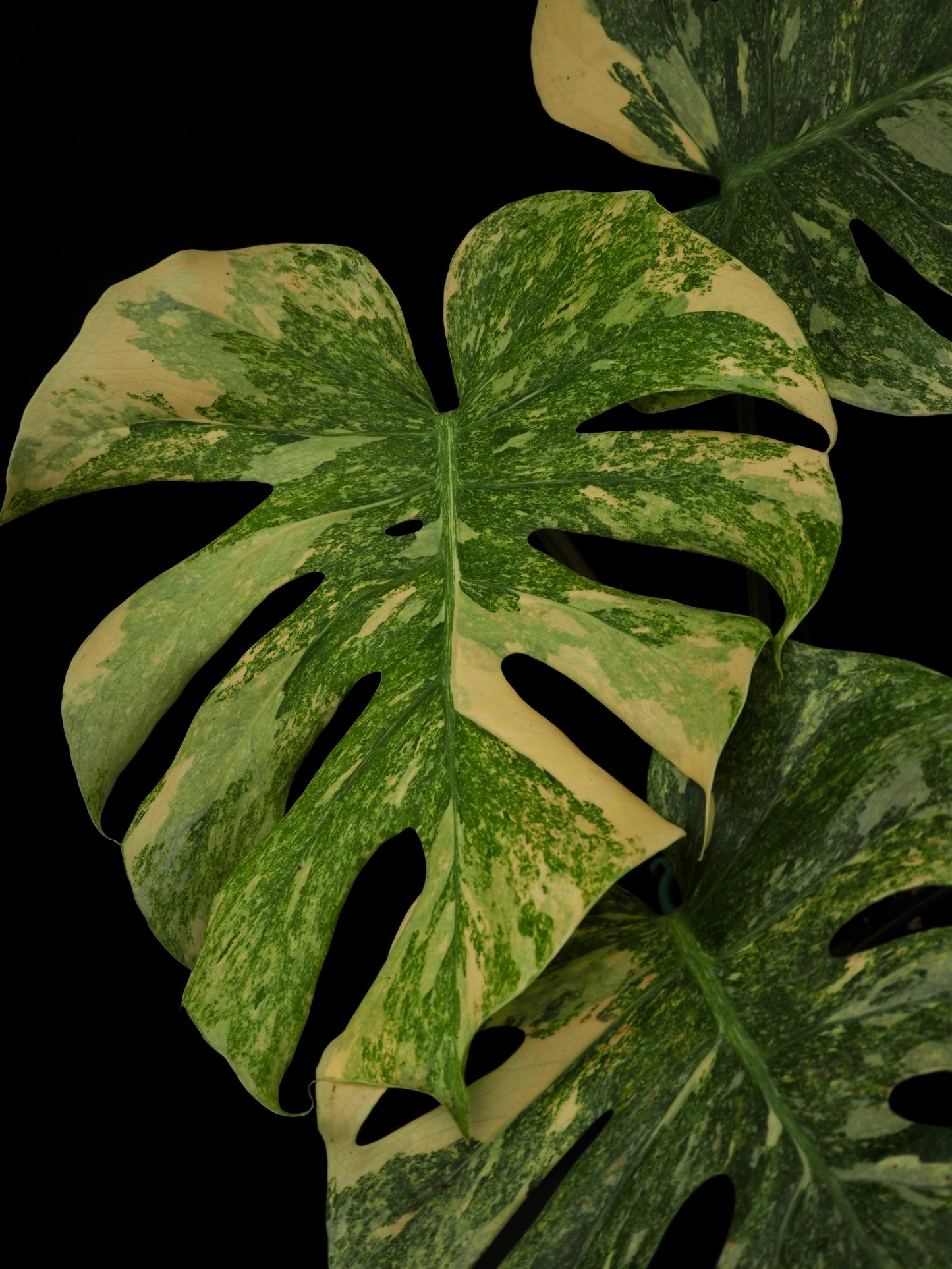 Monstera Thai Constellation Legacy