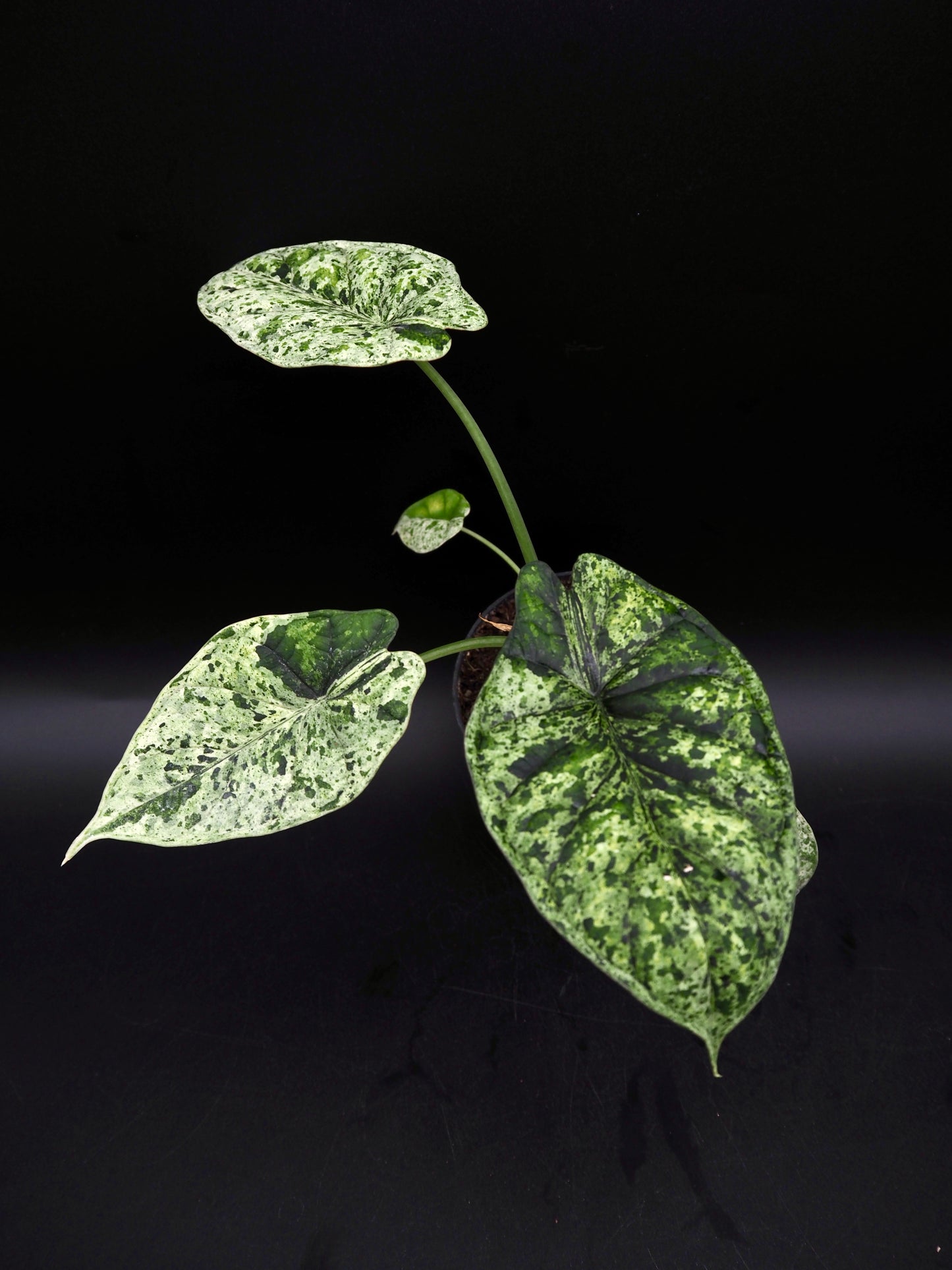 Alocasia Dragon Scale Menthe Variegata