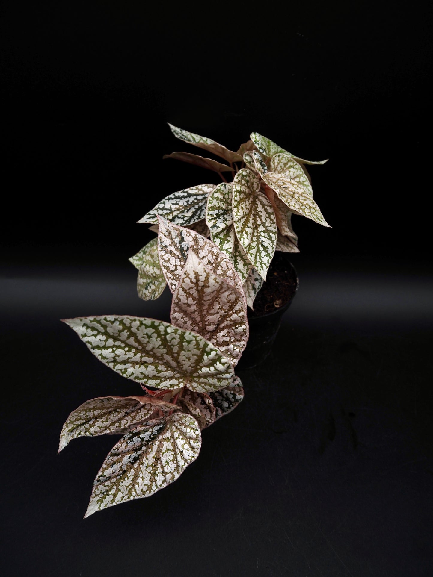 Begonia Snow capped variegata