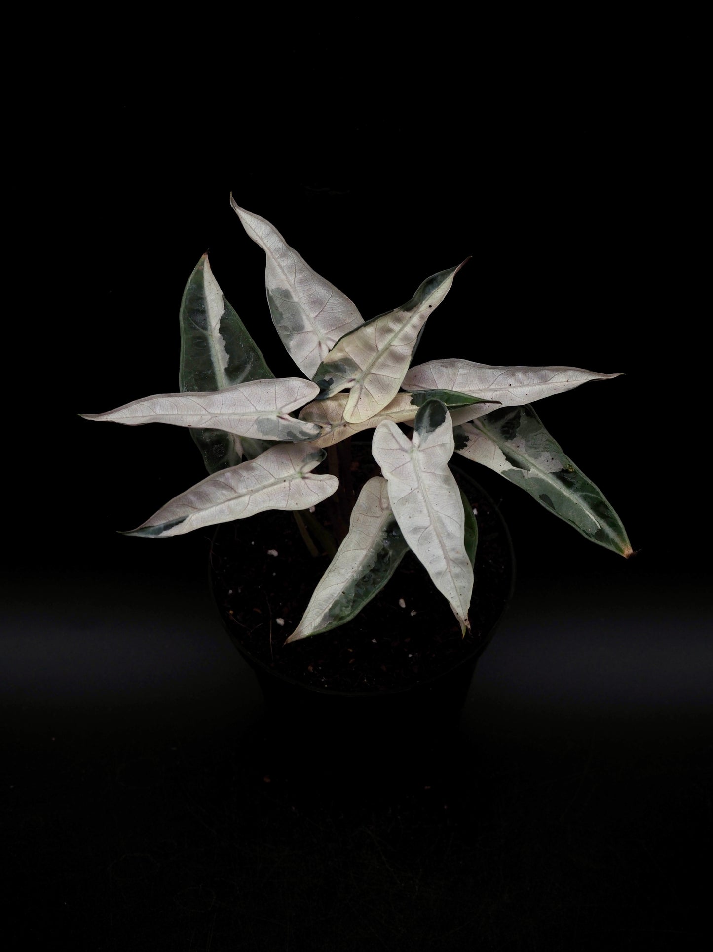 Alocasia Bambino Pink Lava