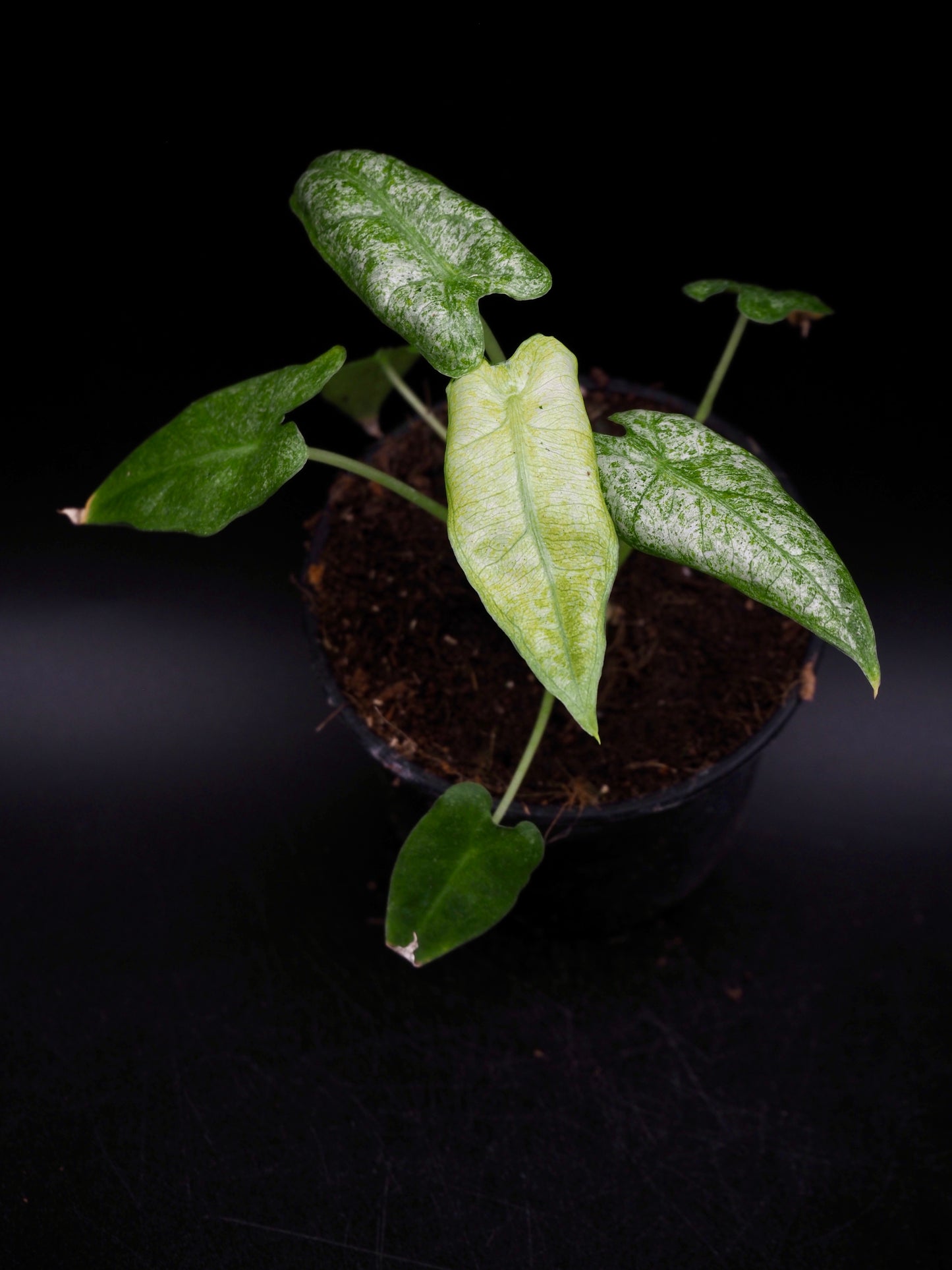 Alocasia Frydek Mint