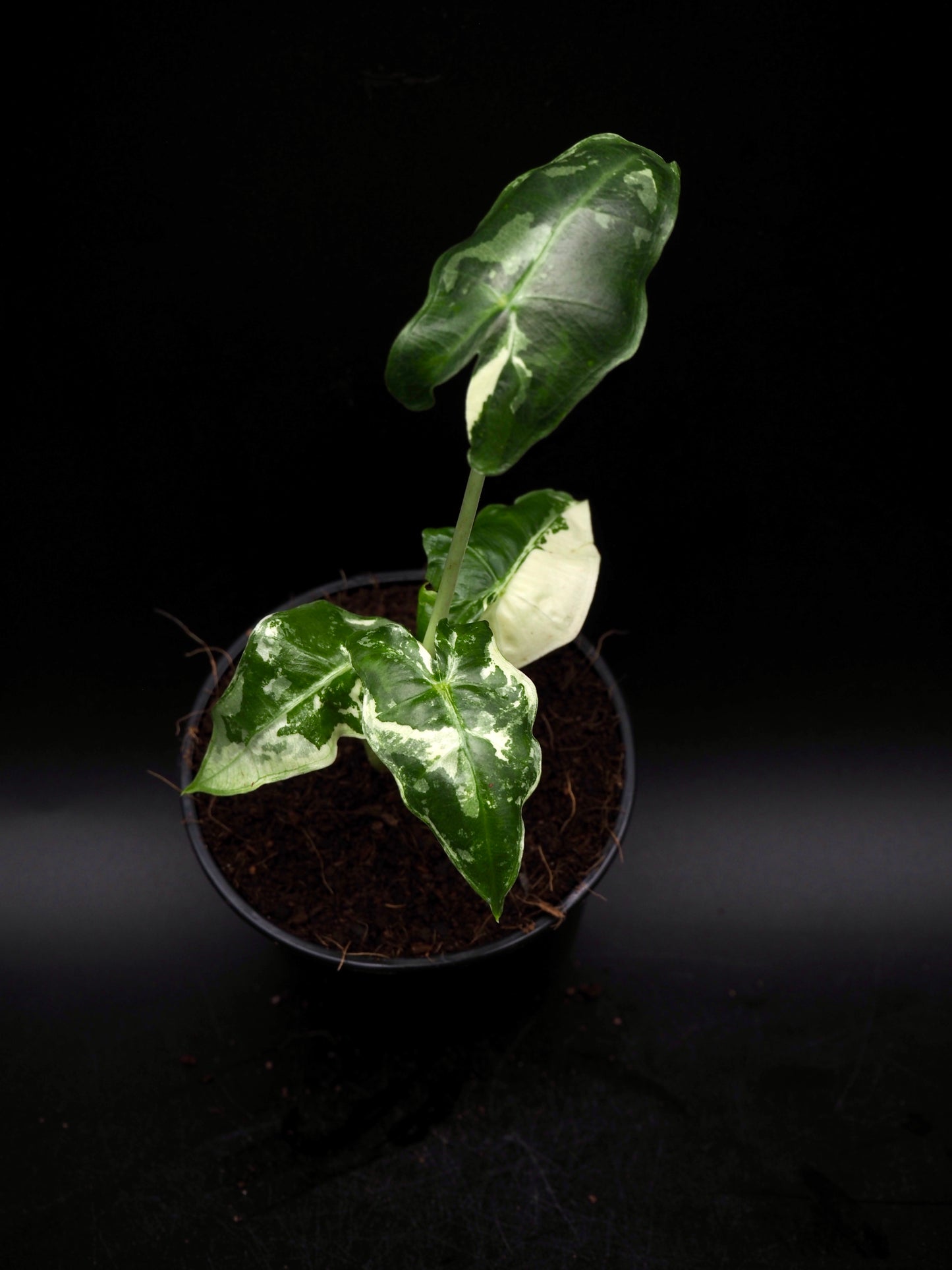 Alocasia Sarian Albo